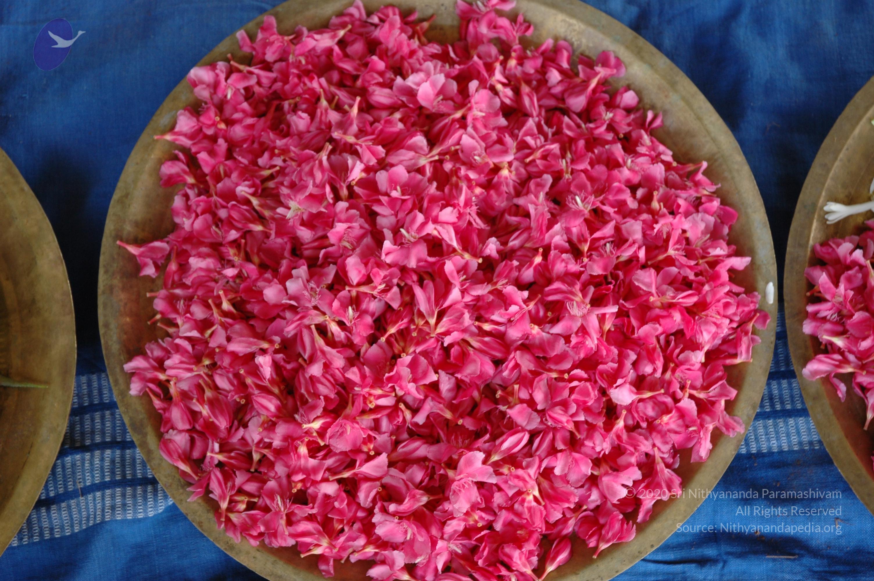 20081111_Photo_1938_DSC_2330_CMP_WM