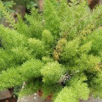 20081111_Photo_1954_DSC_2745_CMP_WM