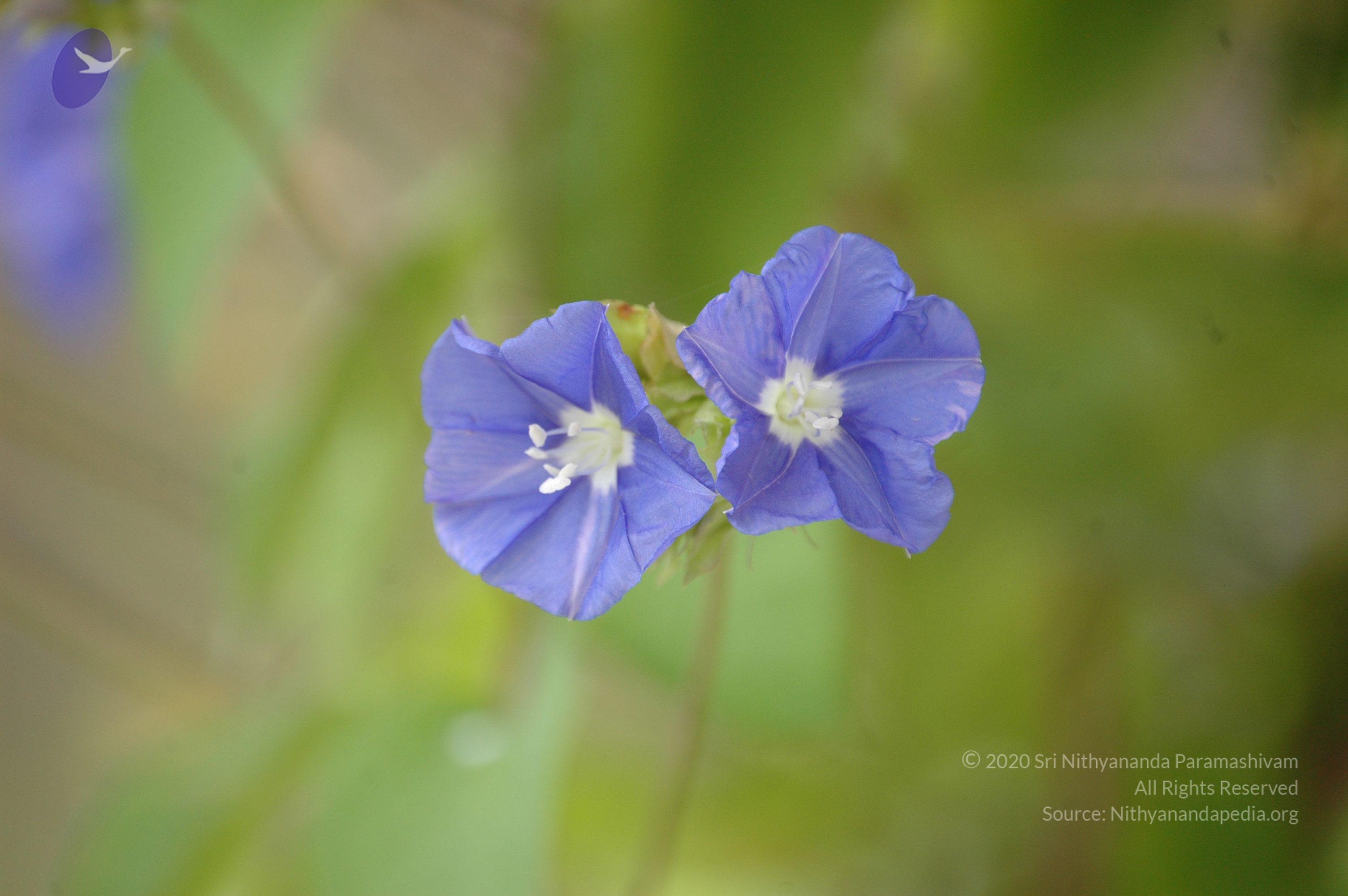 20081111_Photo_1987_DSC_2763_CMP_WM