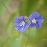 20081111_Photo_1987_DSC_2763_CMP_WM