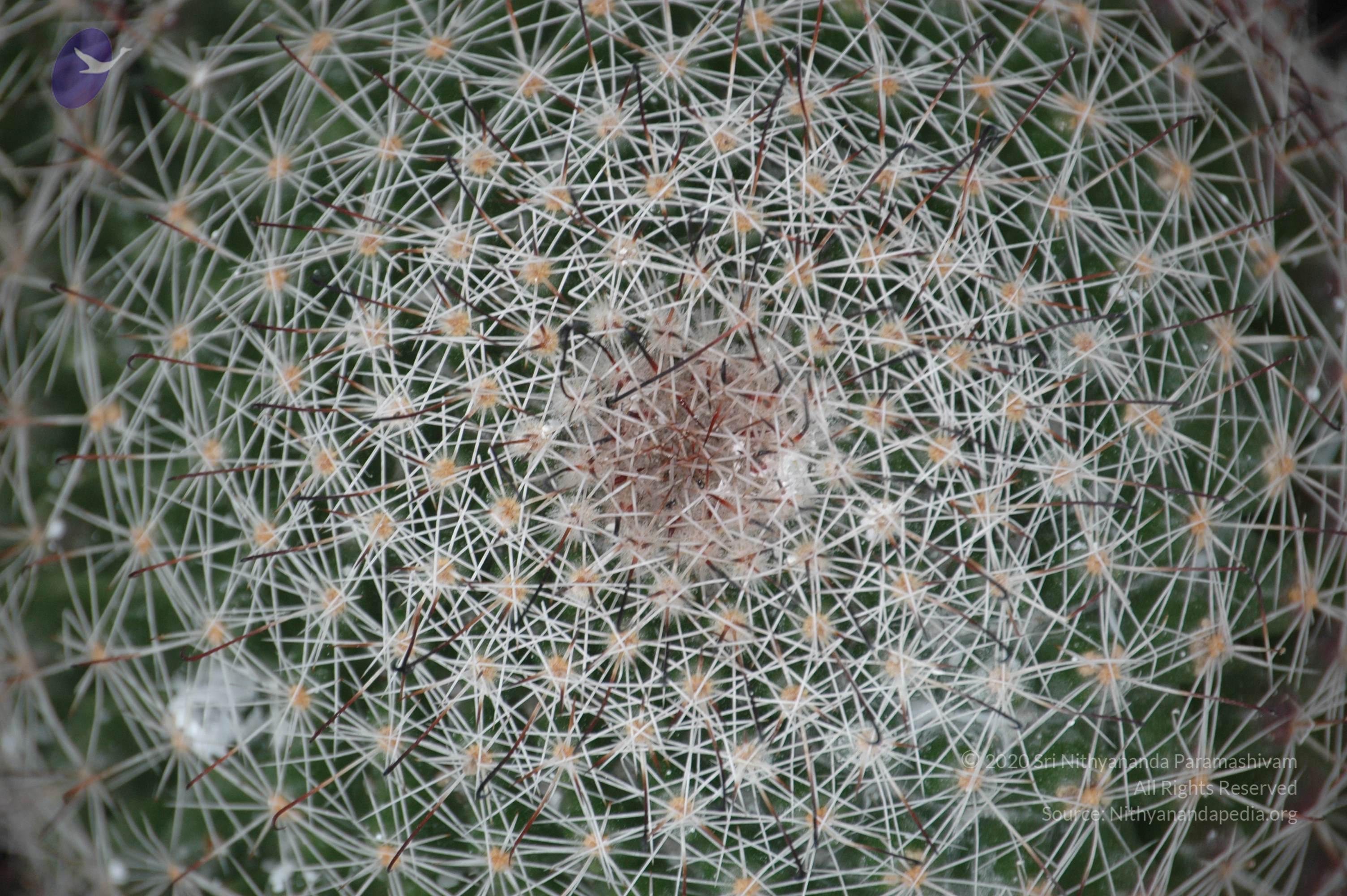 20081111_Photo_1581_DSC_2764_CMP_WM