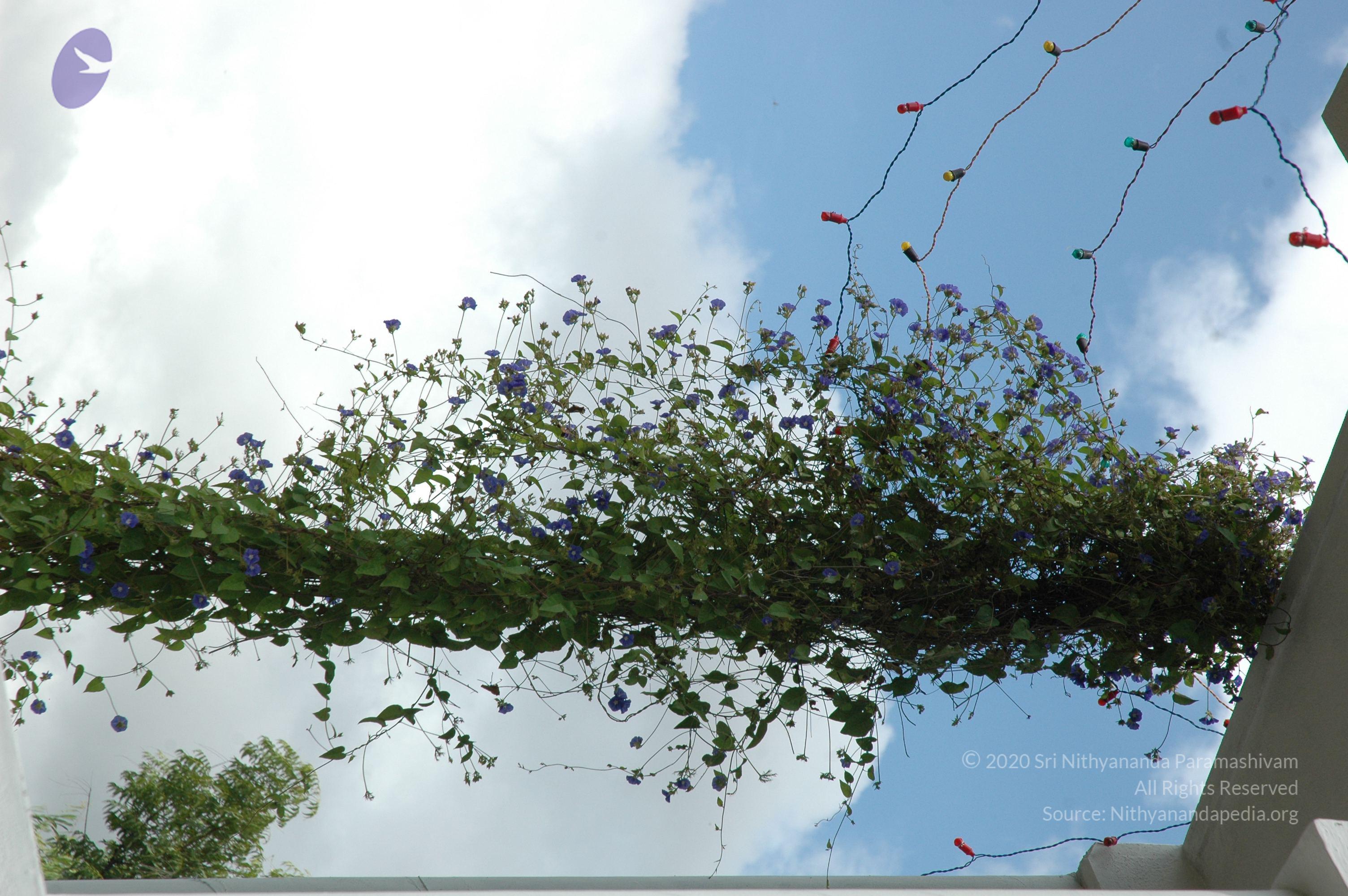 20081111_Photo_1583_DSC_2753_CMP_WM