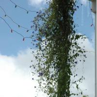 20081111_Photo_1583_DSC_2753_CMP_WM