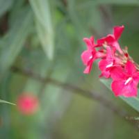 20081111_Photo_1659_DSC_2770_CMP_WM