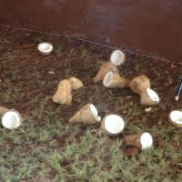 20081111_Photo_1733_DSC_2537_CMP_WM