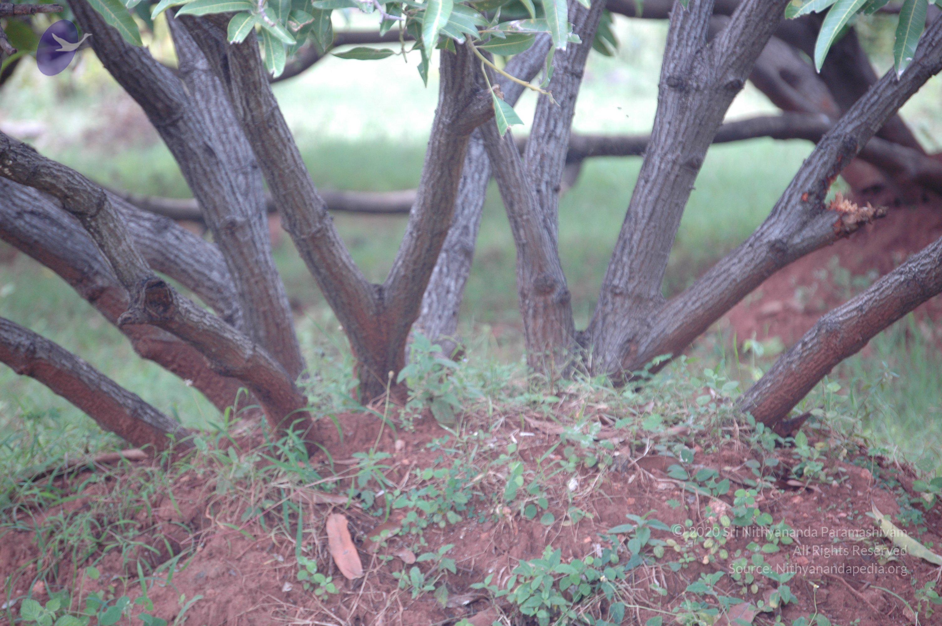 20081111_Photo_2037_DSC_2780_CMP_WM