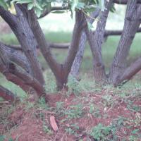 20081111_Photo_2037_DSC_2780_CMP_WM