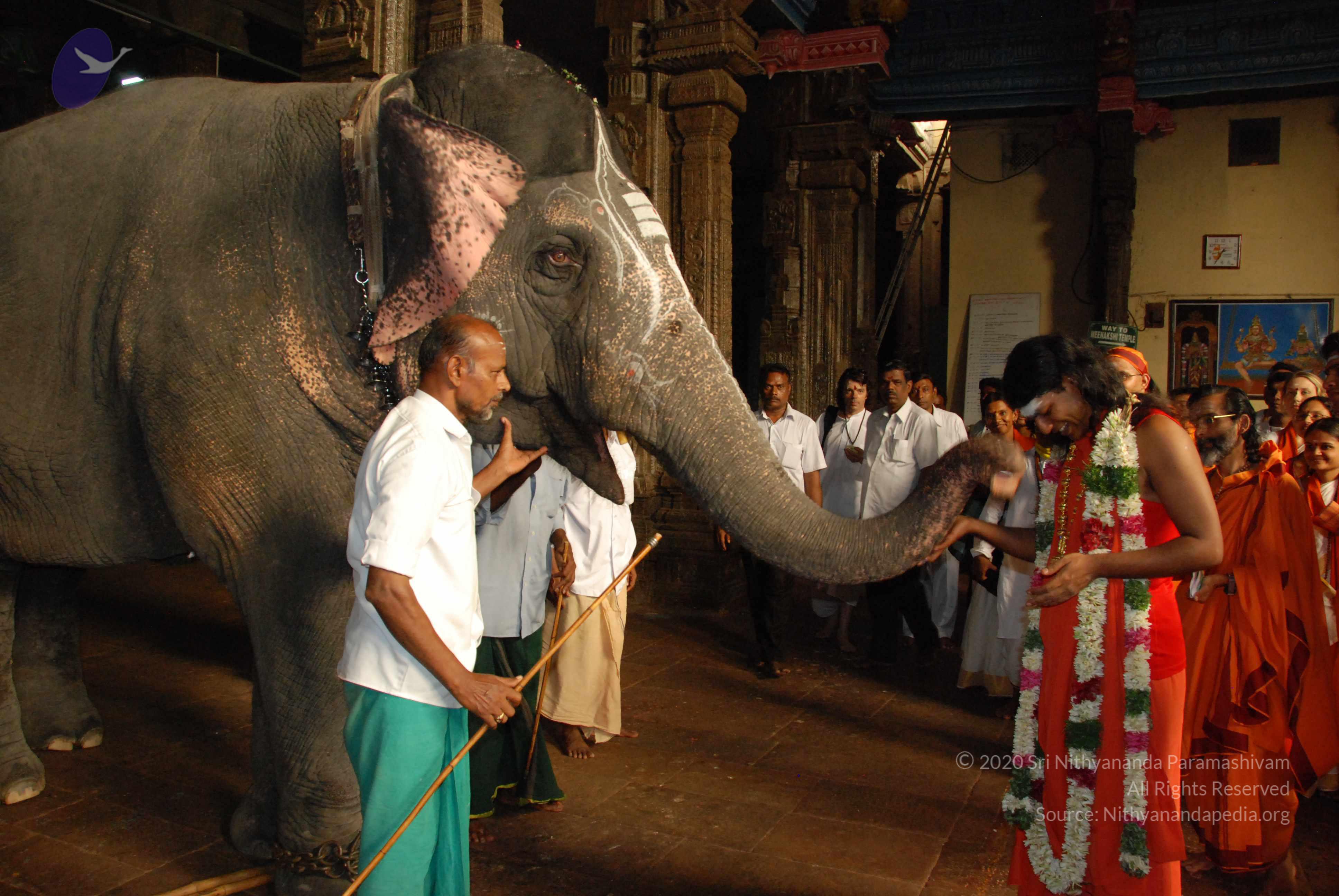 with elephamt_CMP_WM