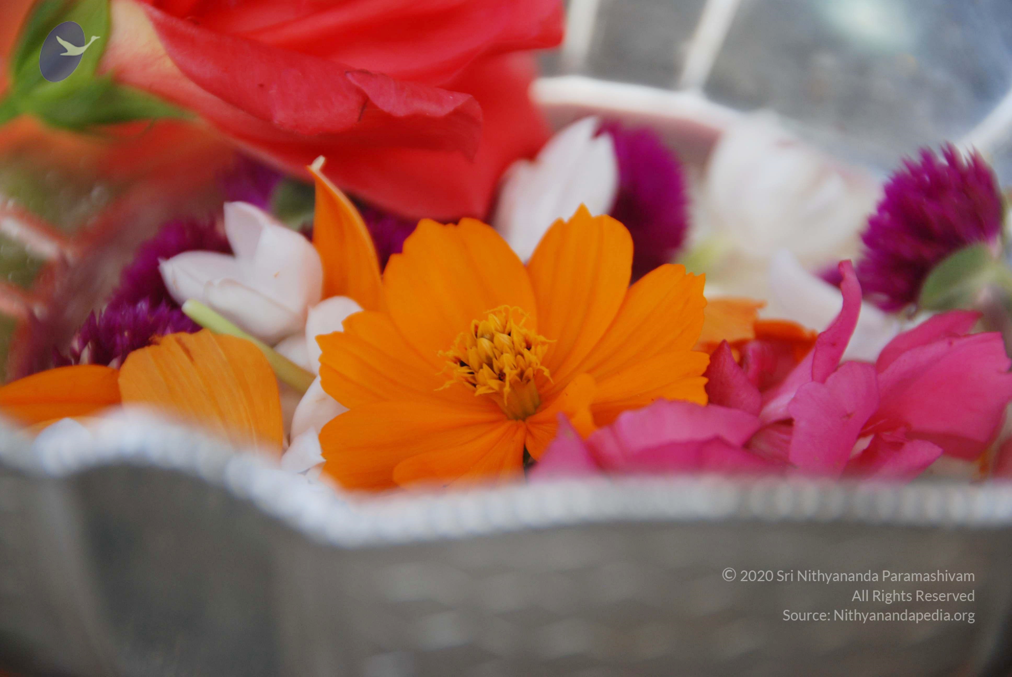 20100808_Photo_1003_DSC_9850_CMP_WM