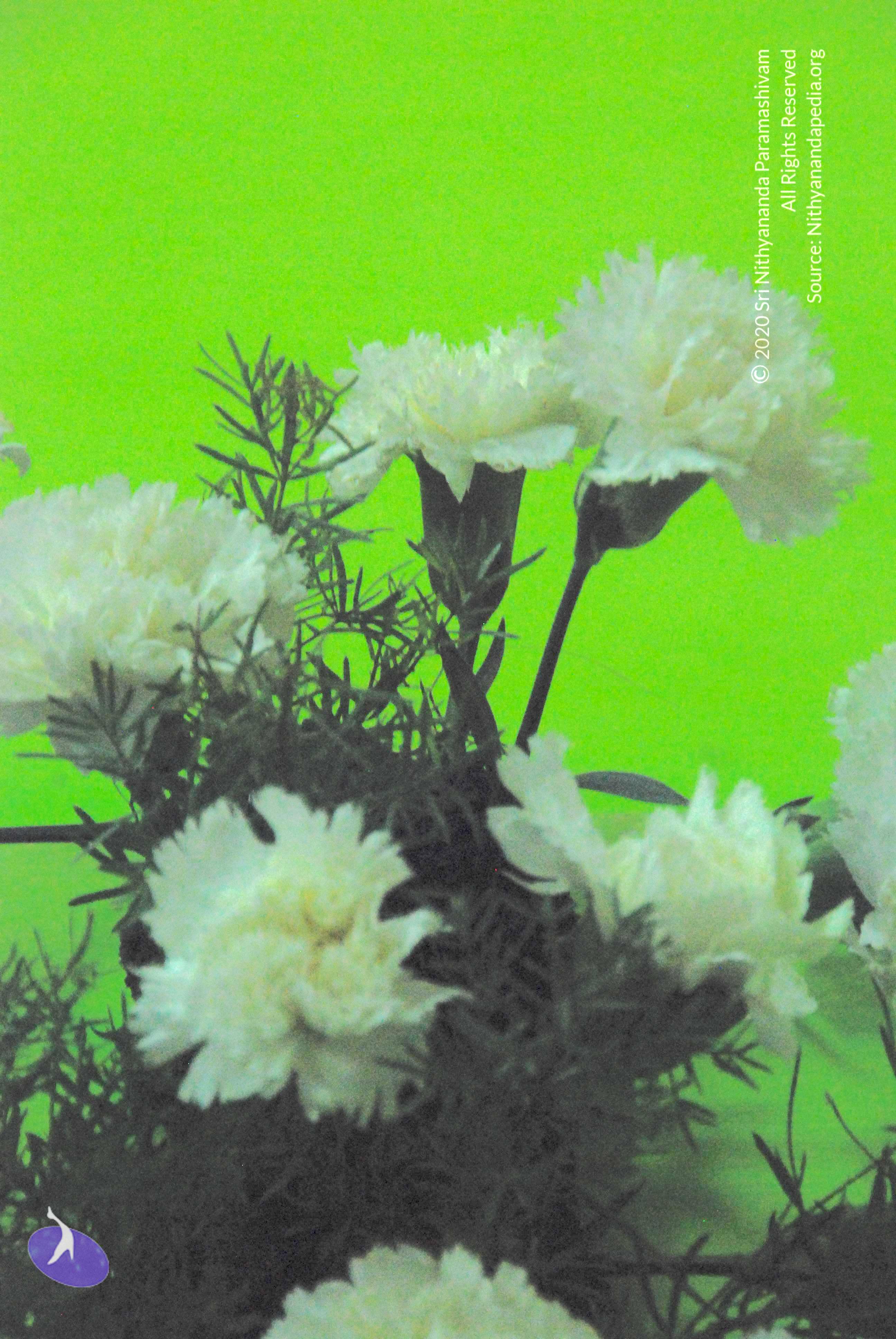 20100808_Photo_1005_DSC_6982_CMP_WM