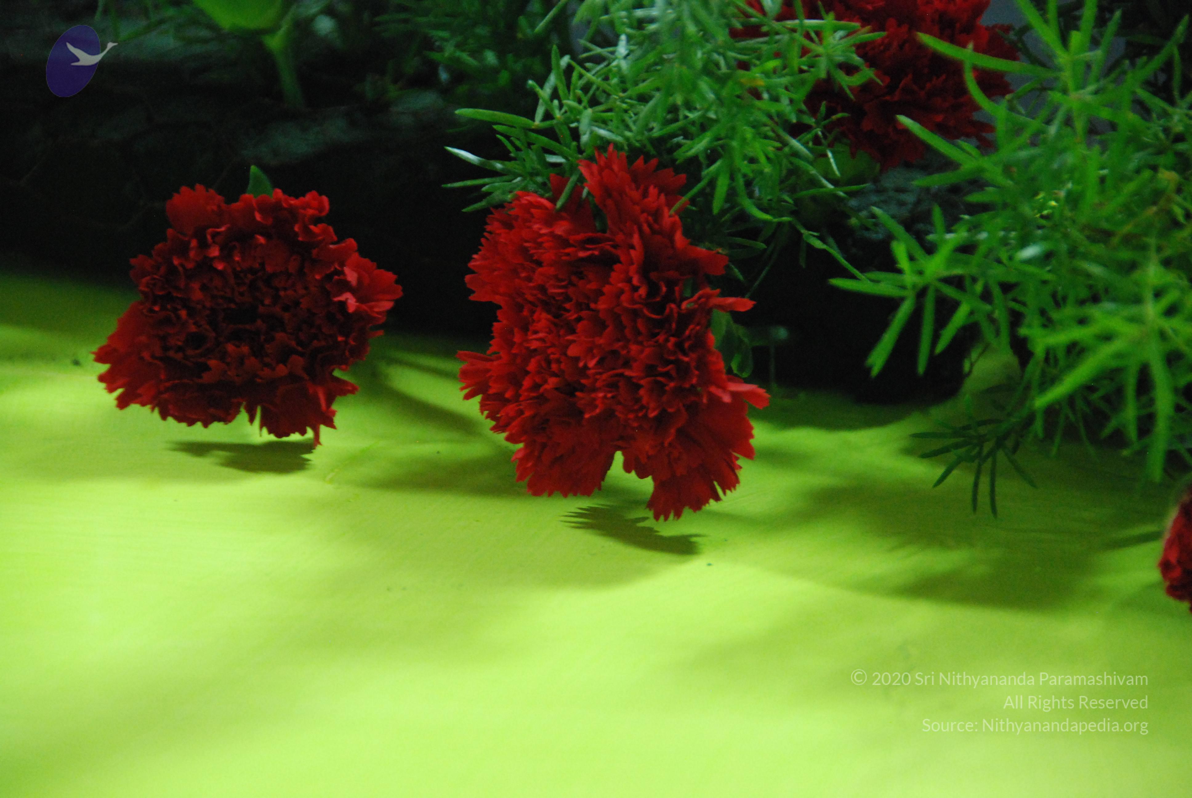 20100808_Photo_1023_DSC_6773_CMP_WM