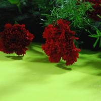 20100808_Photo_1023_DSC_6773_CMP_WM