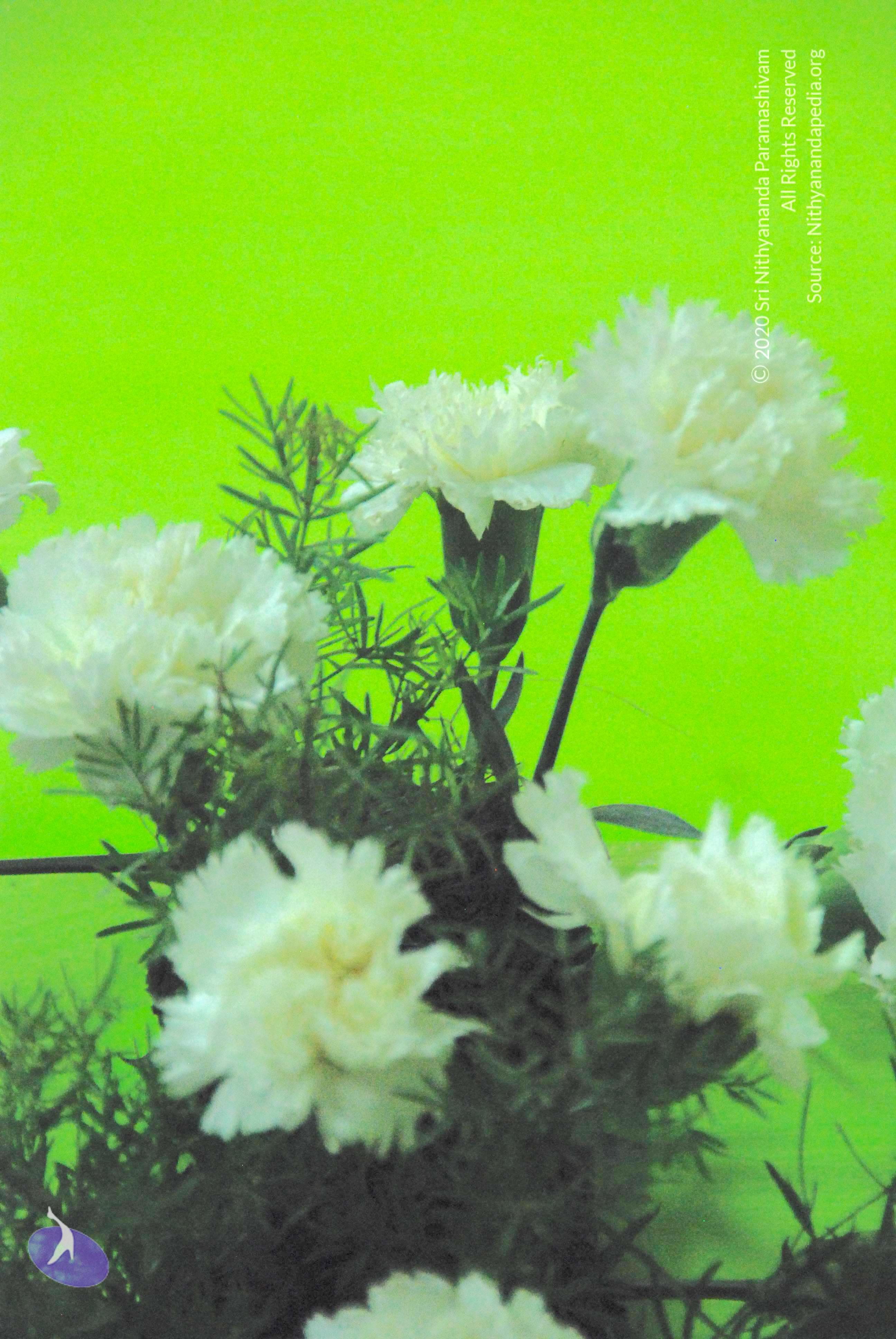 20100808_Photo_1050_DSC_6983_CMP_WM