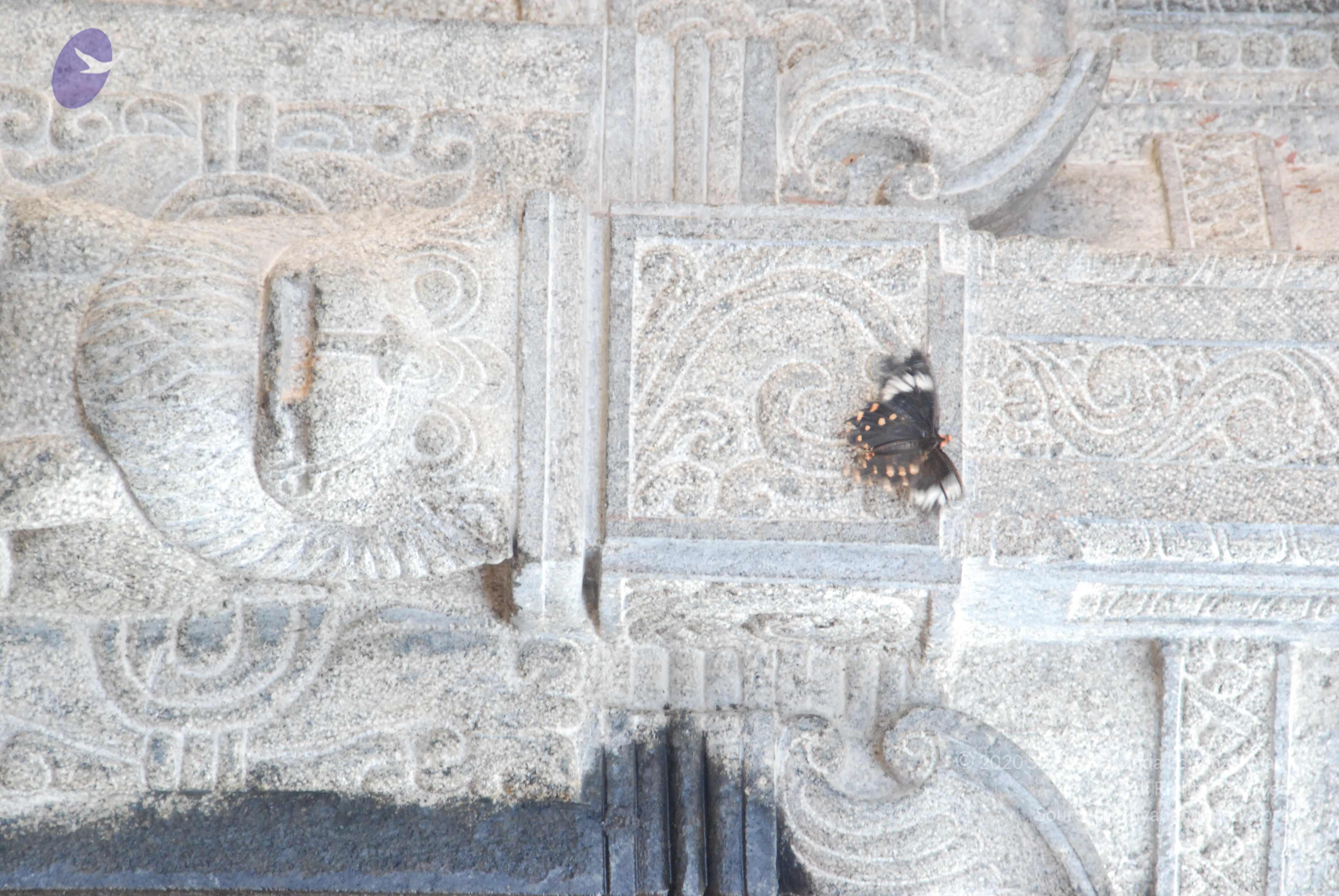 20100821_Photo_1064_DSC_6040_CMP_WM