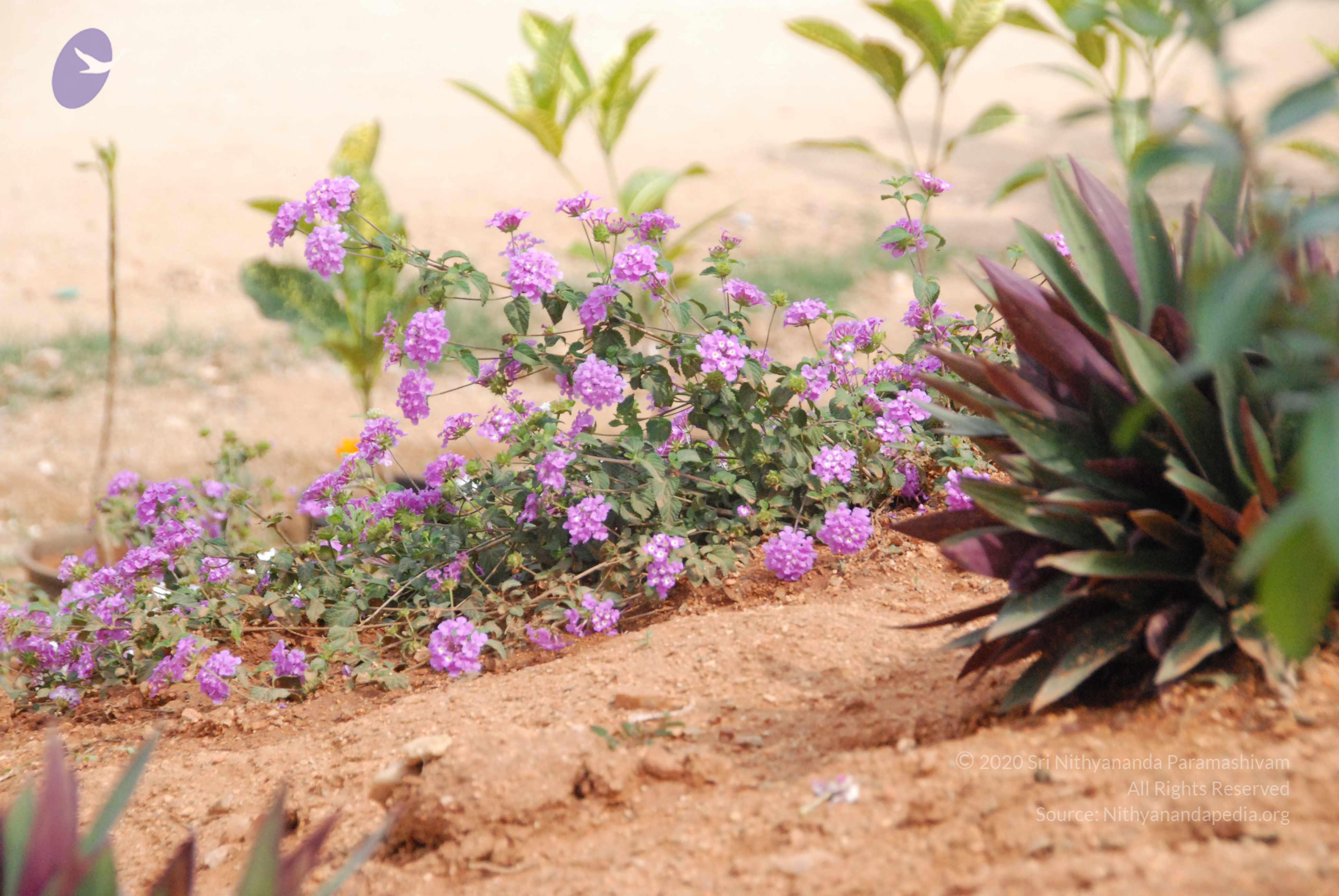 20100113_Photo_1003_DSC_9578_CMP_WM