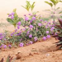 20100113_Photo_1003_DSC_9578_CMP_WM