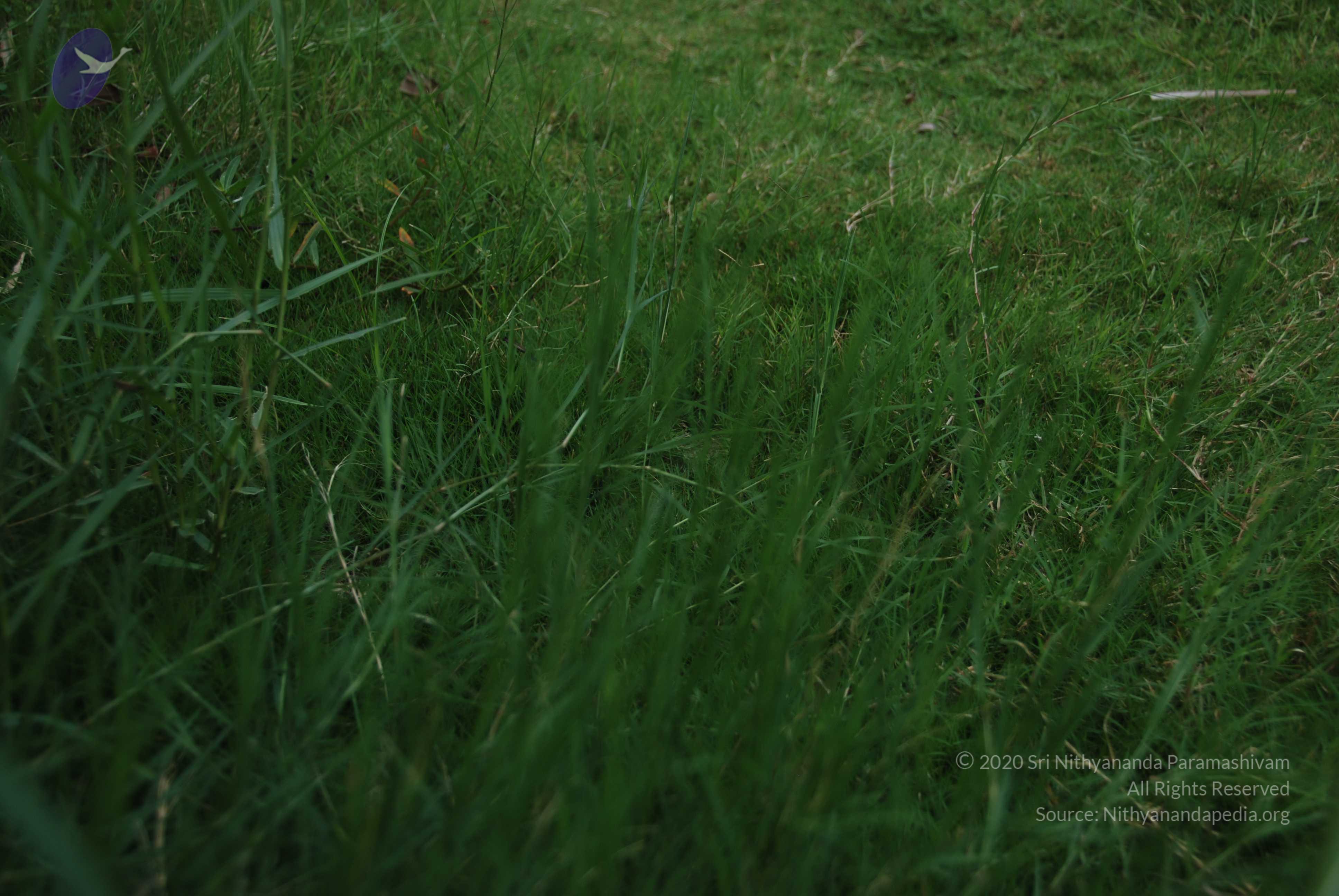 20100705_Photo_1004_DSC_4857_CMP_WM