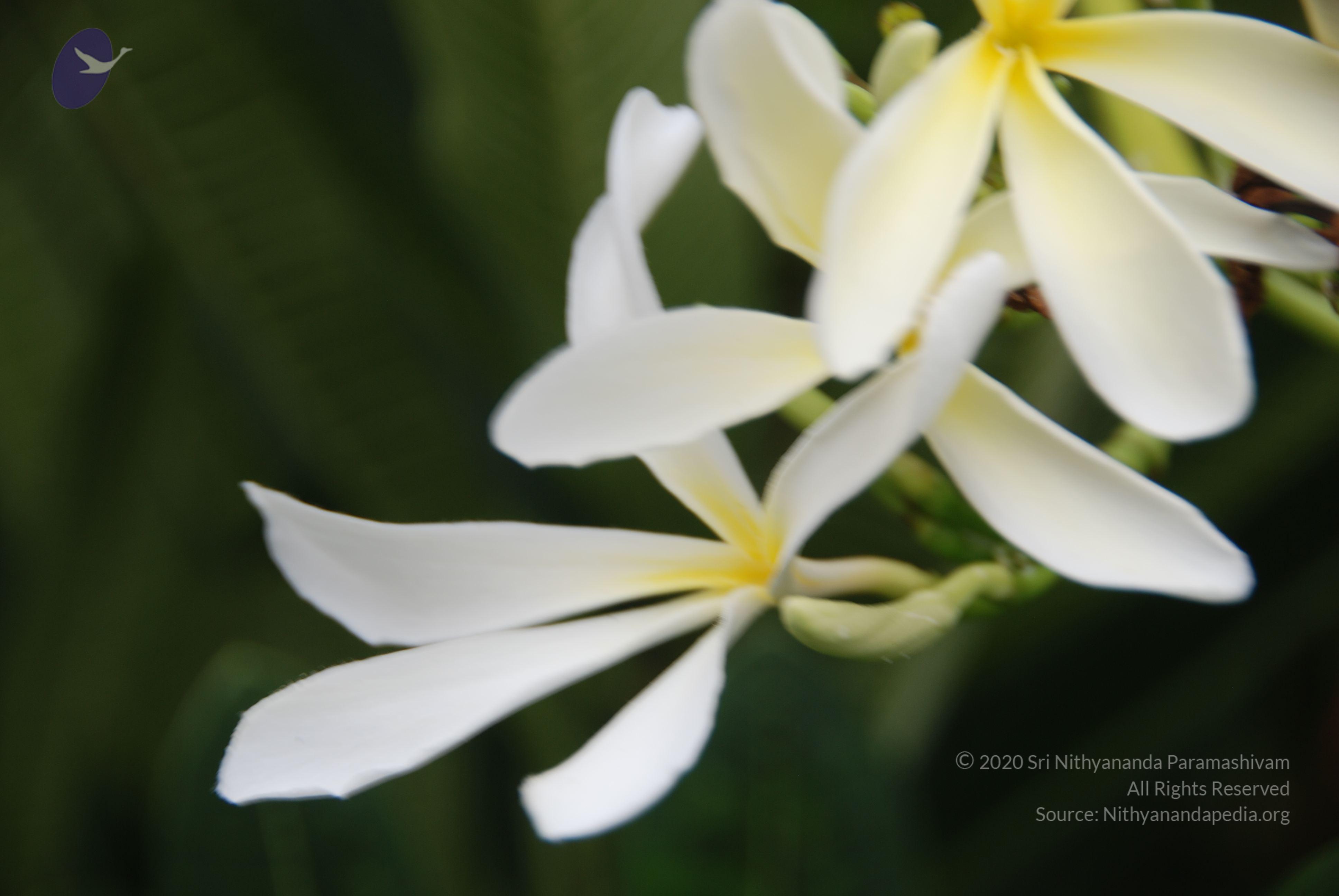 20100705_Photo_1011_DSC_4870_CMP_WM