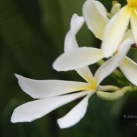 20100705_Photo_1011_DSC_4870_CMP_WM