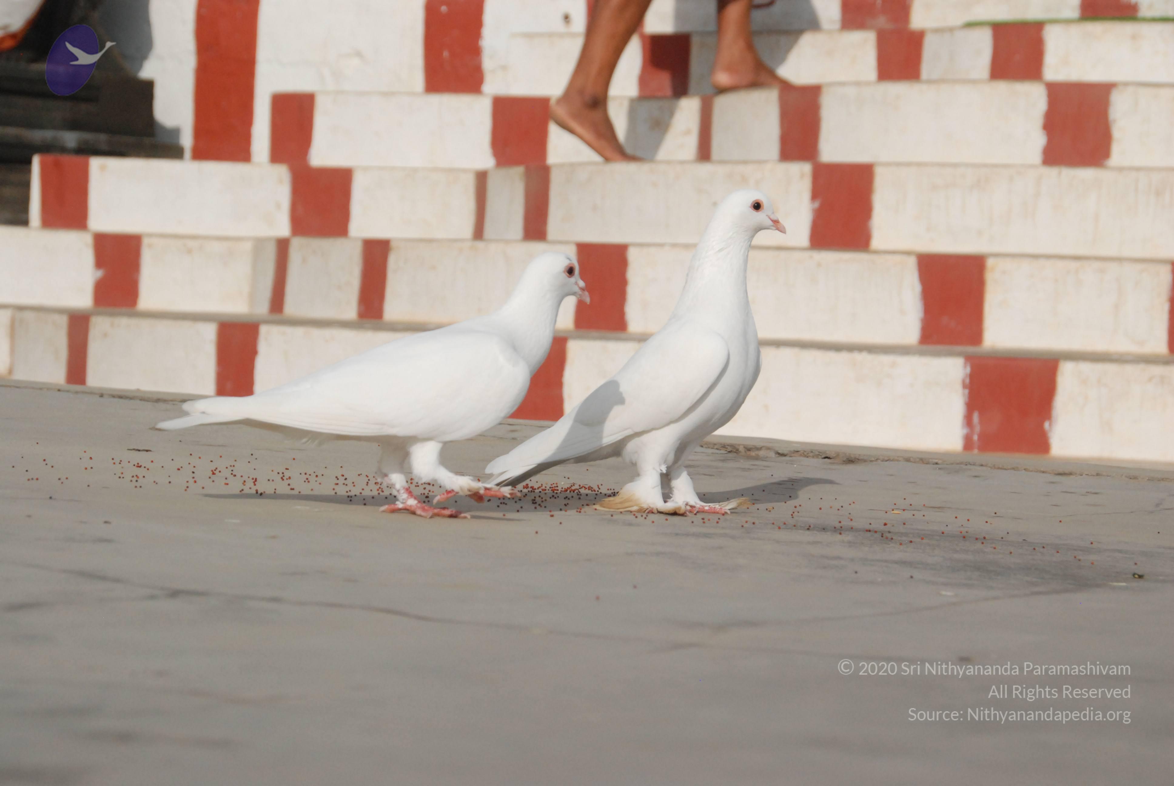 20100710_Photo_1007_DSC_7710_CMP_WM