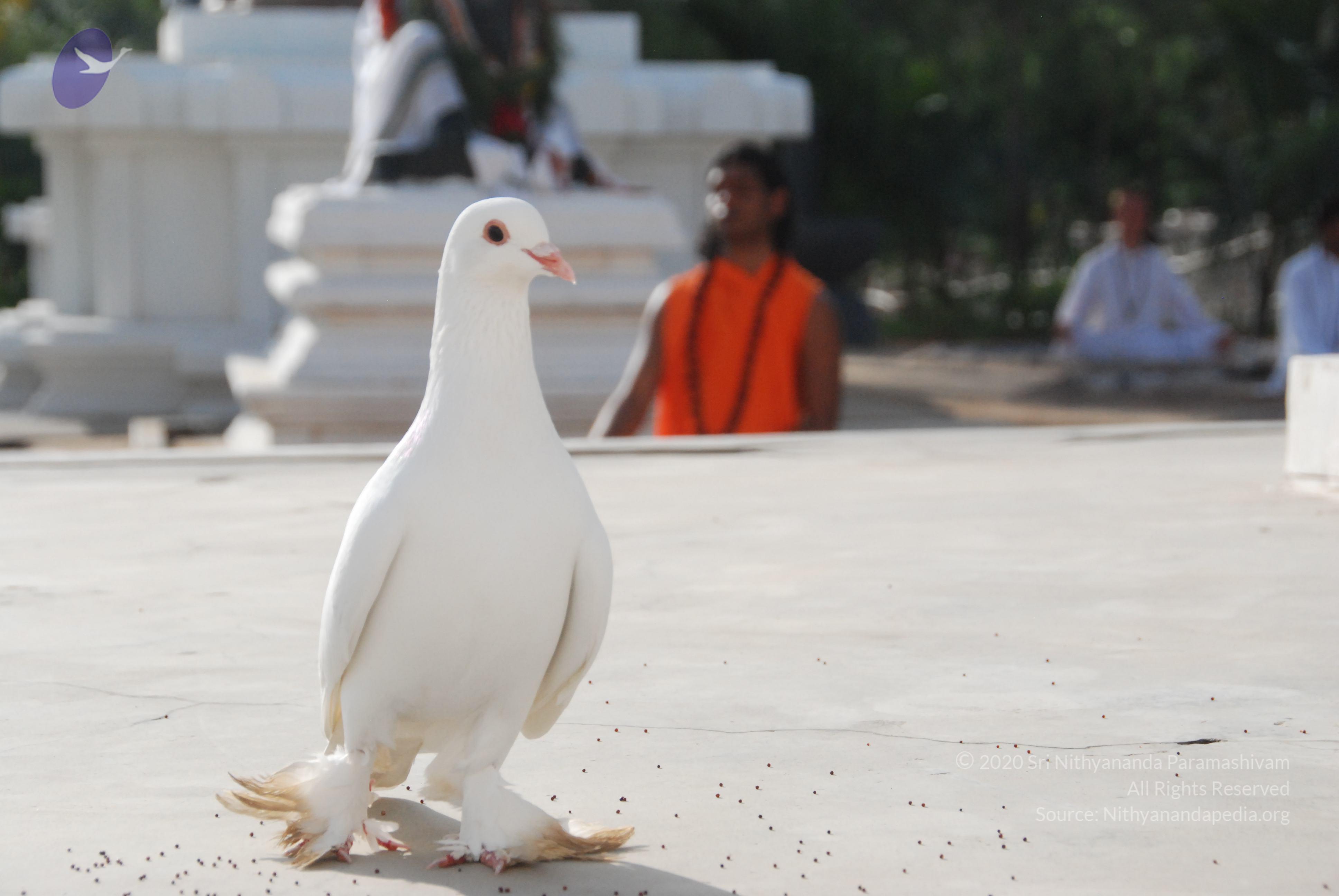 20100710_Photo_1040_DSC_7715_CMP_WM