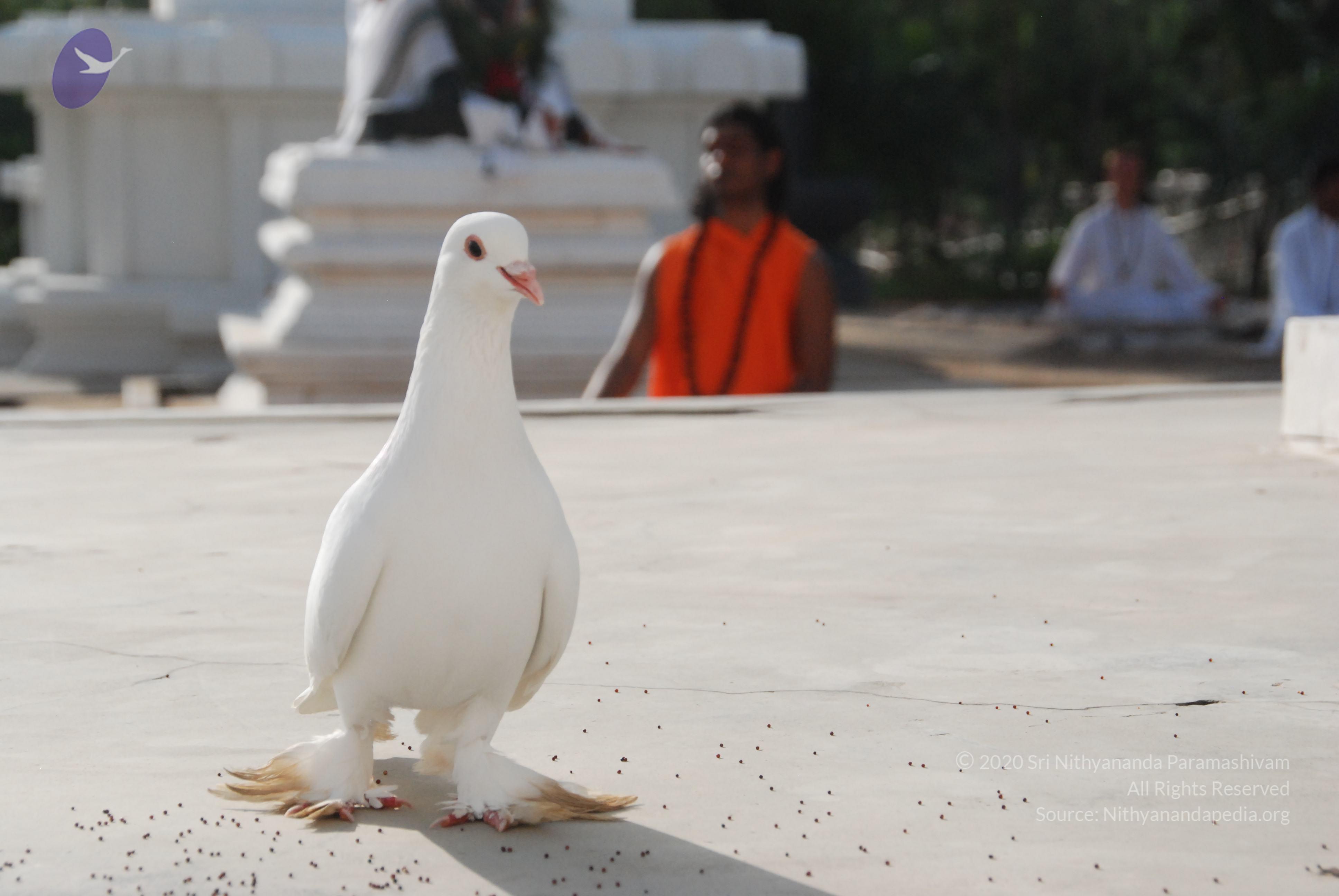 20100710_Photo_1100_DSC_7714_CMP_WM