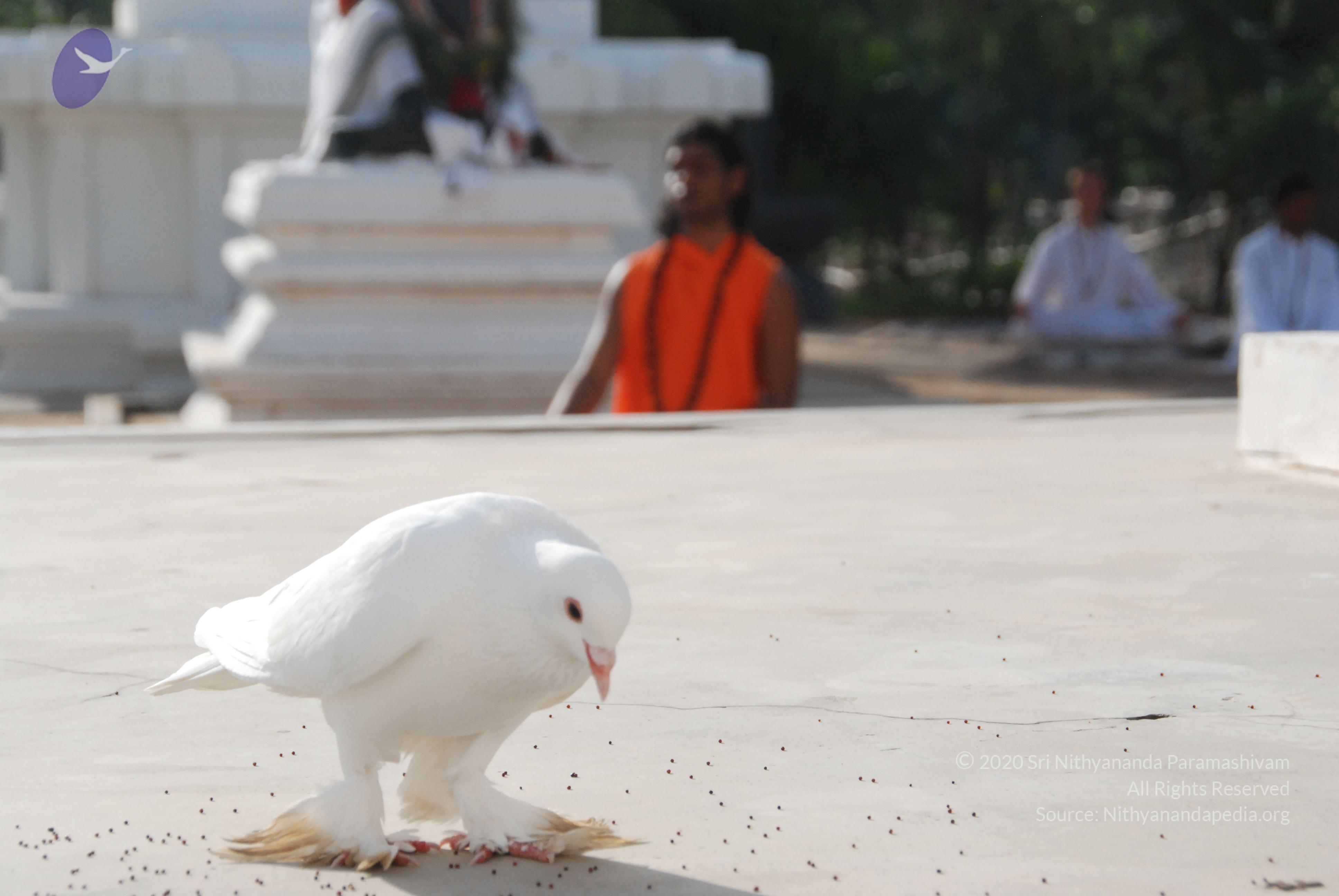 20100710_Photo_1142_DSC_7716_CMP_WM