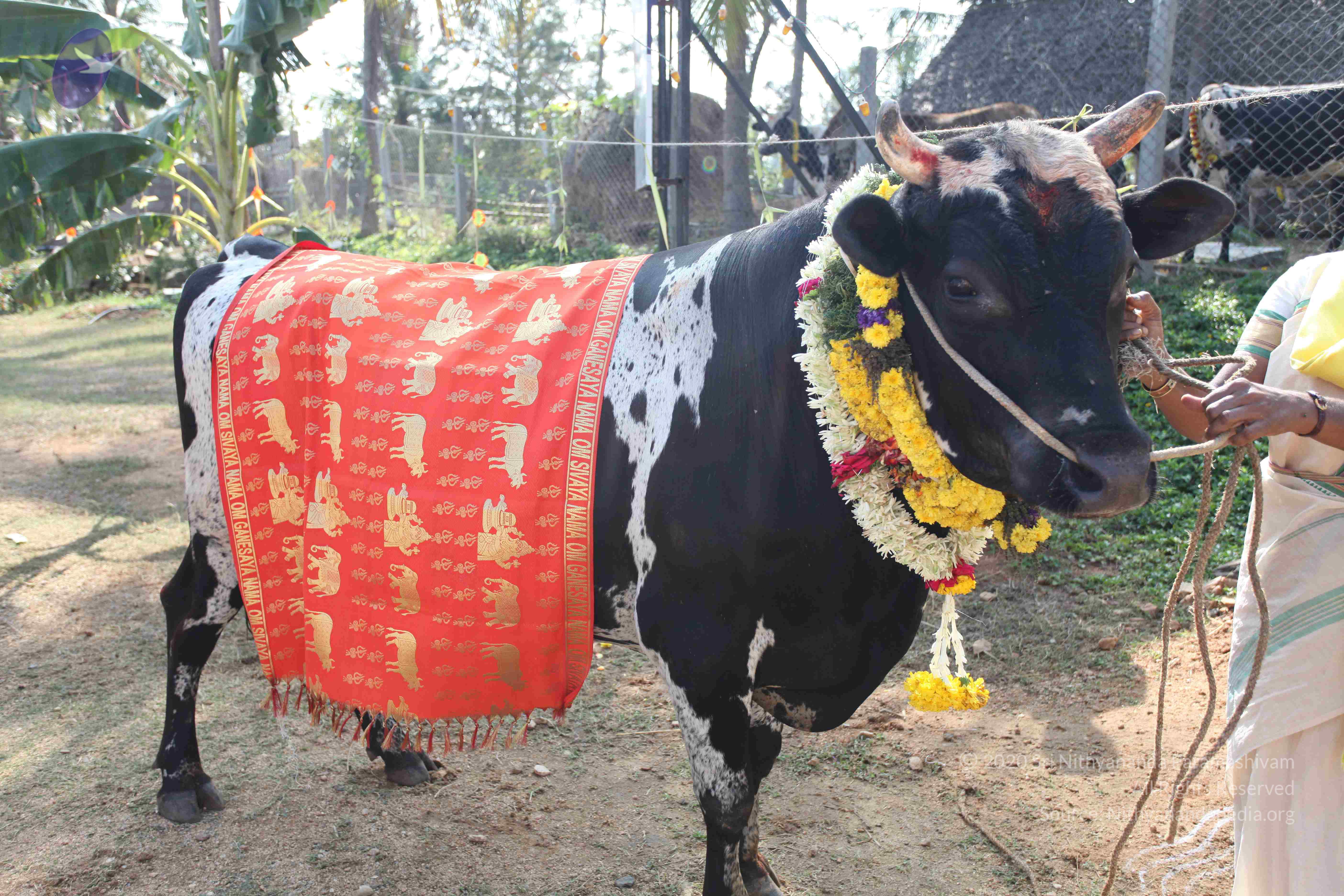 20100101_Photo_1235_IMG_4678_CMP_WM