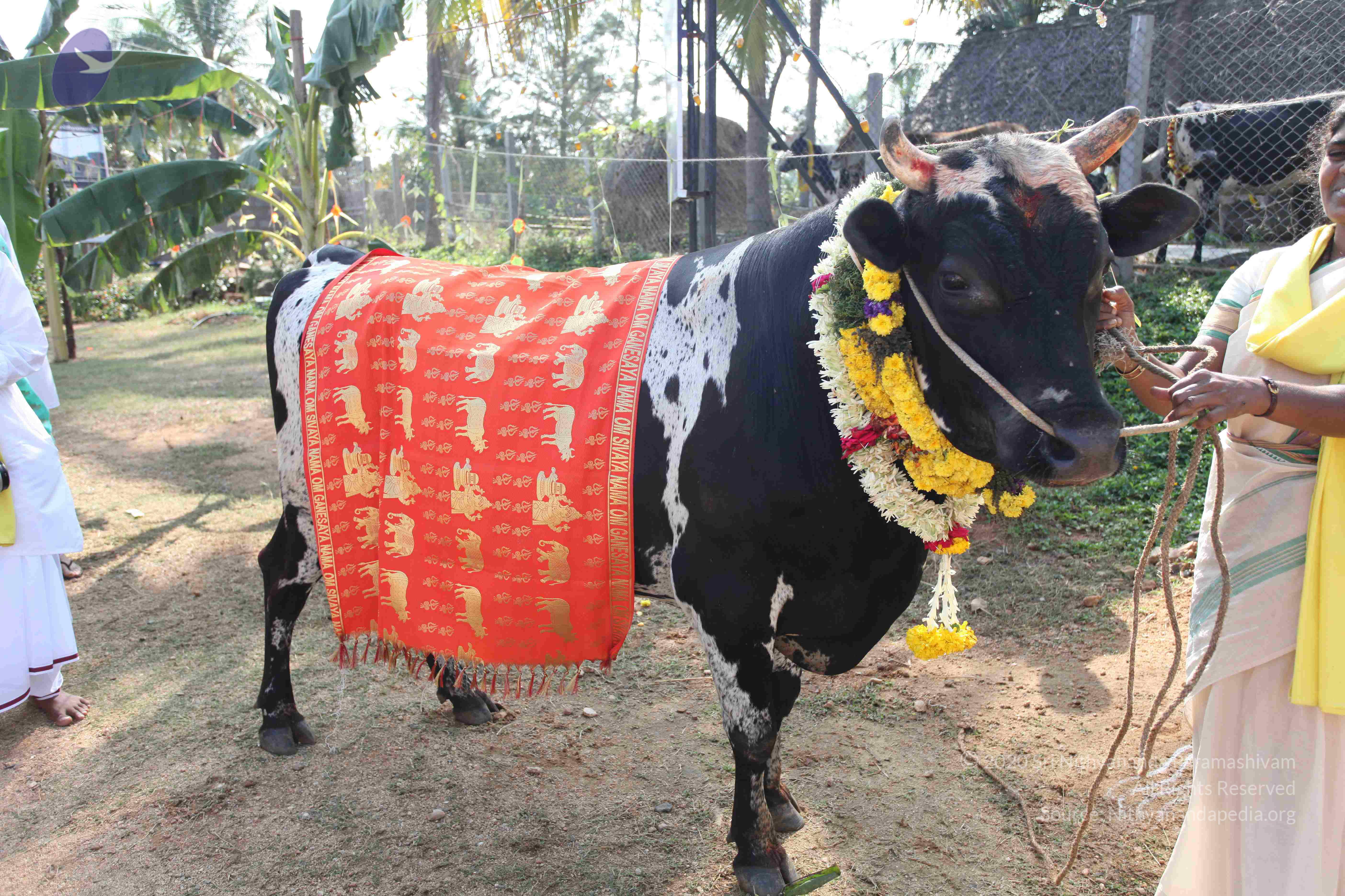 20100101_Photo_1441_IMG_4679_CMP_WM