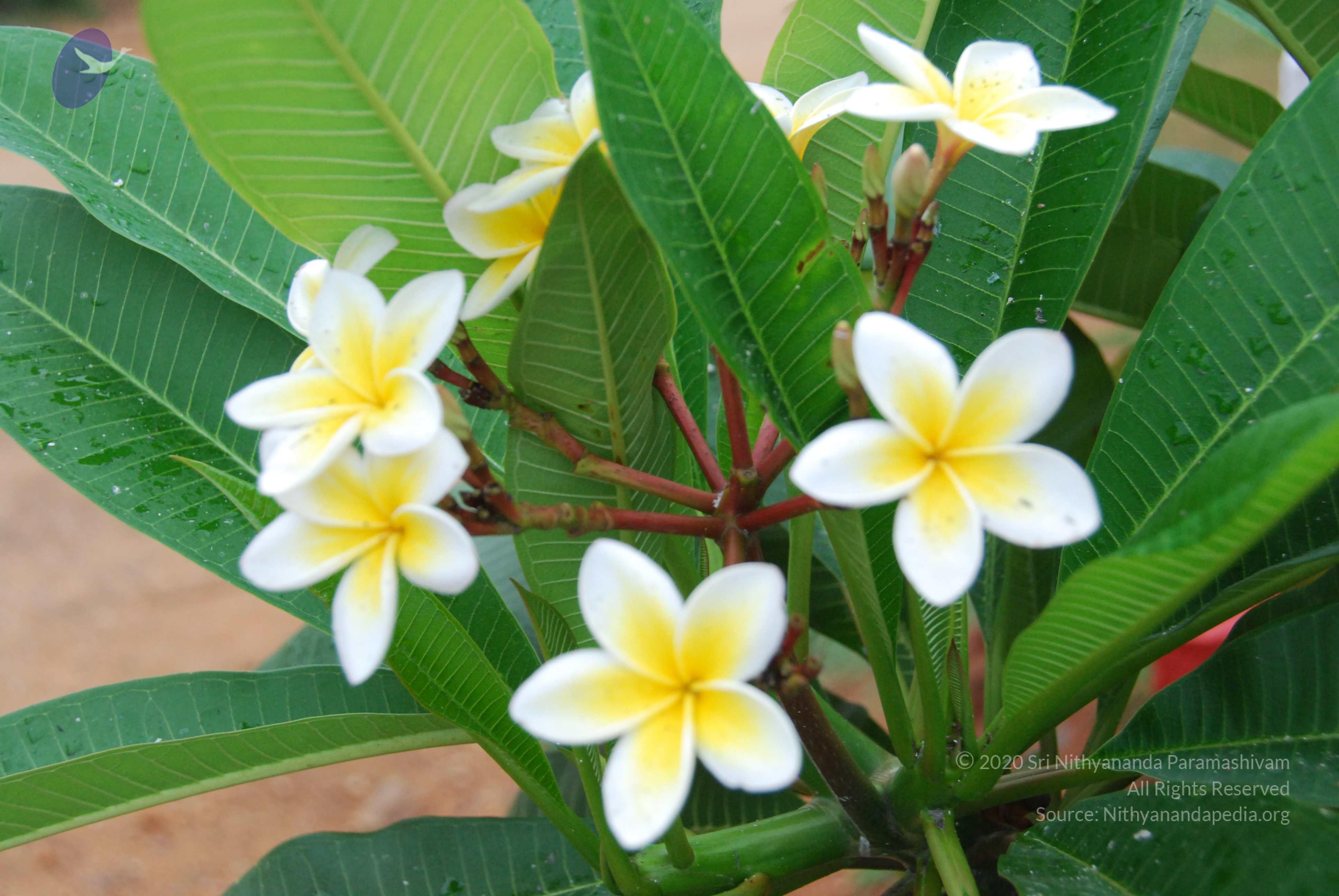 20100729_Photo_1011_DSC_5651_CMP_WM