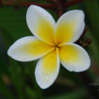 20100729_Photo_1003_DSC_5652_CMP_WM