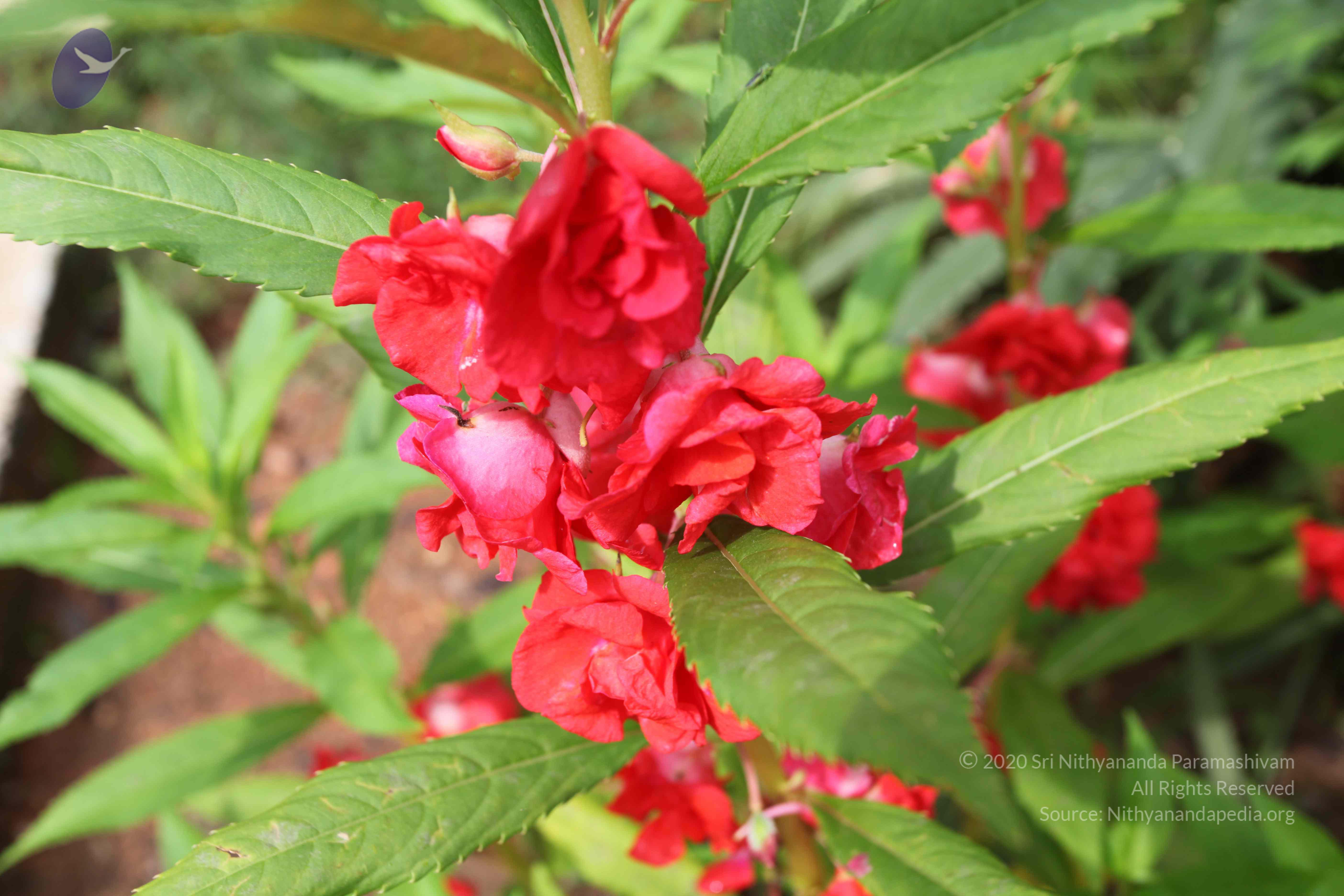 20101103_Photo_1074_IMG_9419_CMP_WM