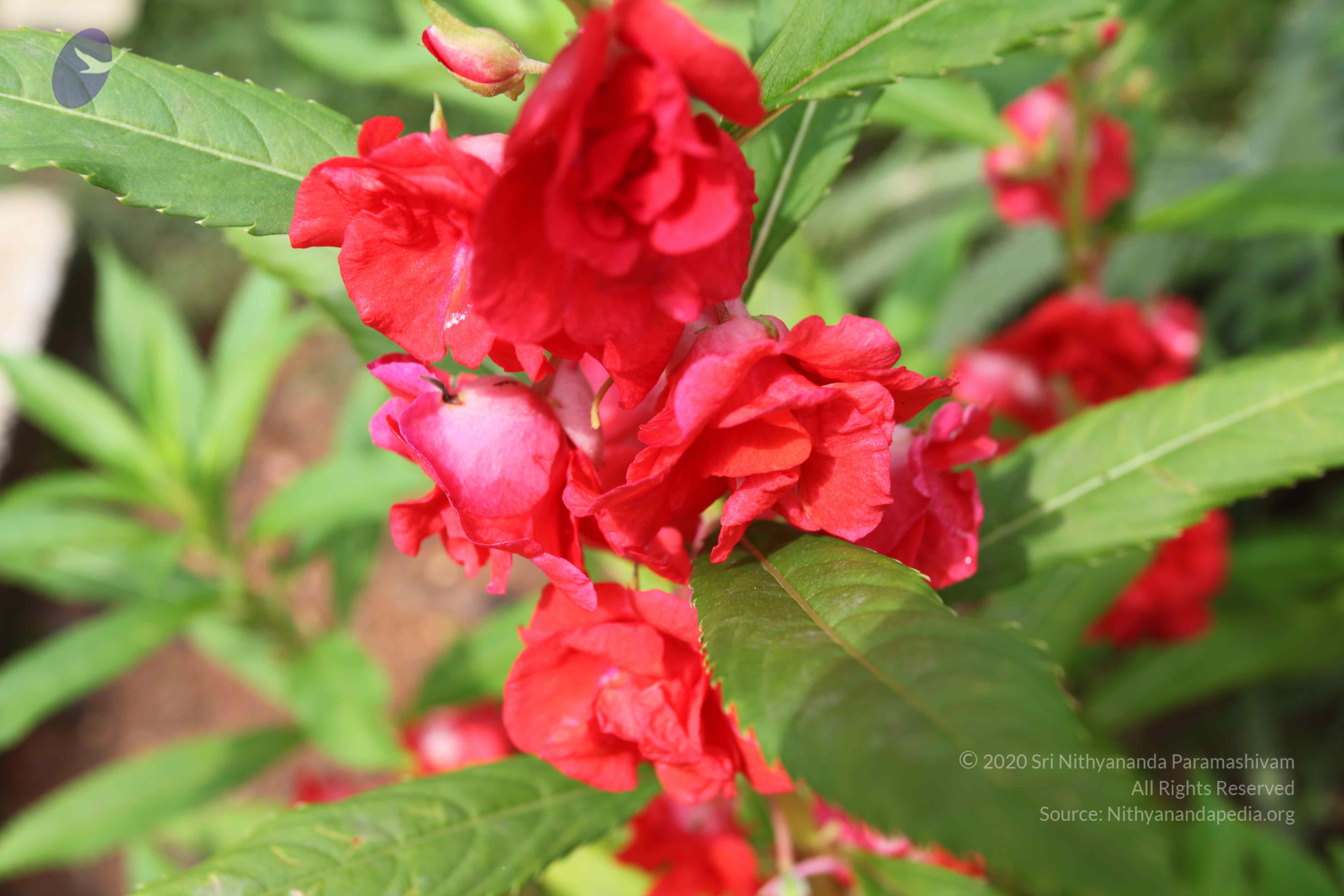 20101103_Photo_1226_IMG_9420_CMP_WM