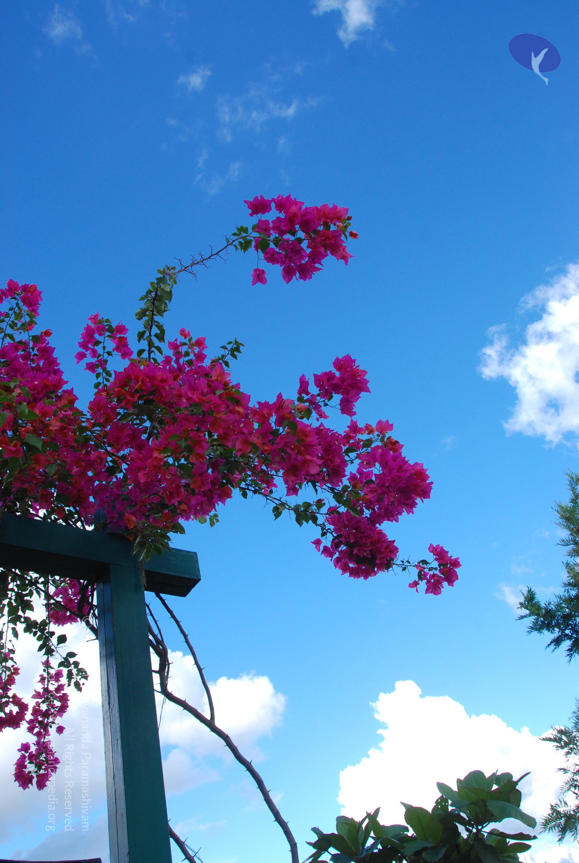 20101005_Photo_1000_DSC_7271_CMP_WM