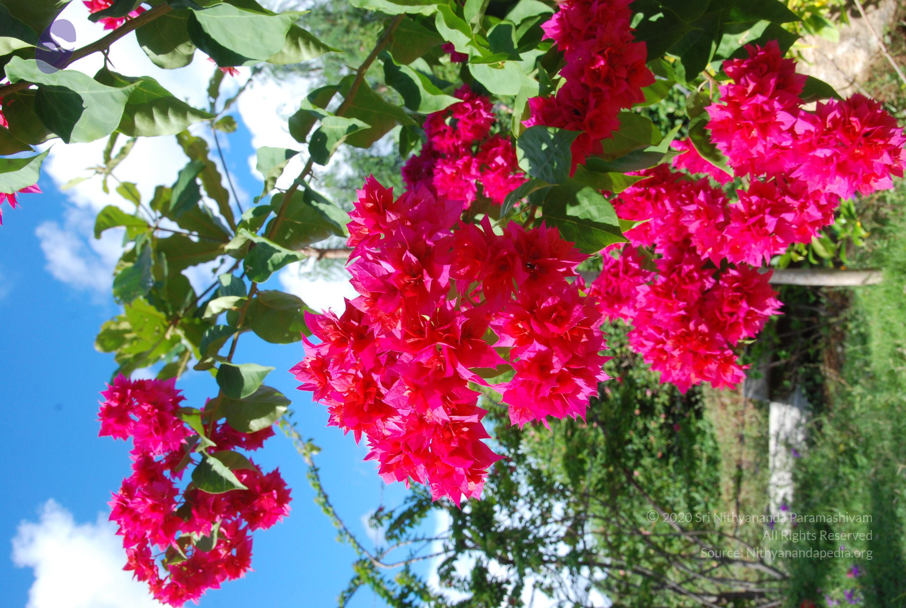 20101005_Photo_1012_DSC_7283_CMP_WM