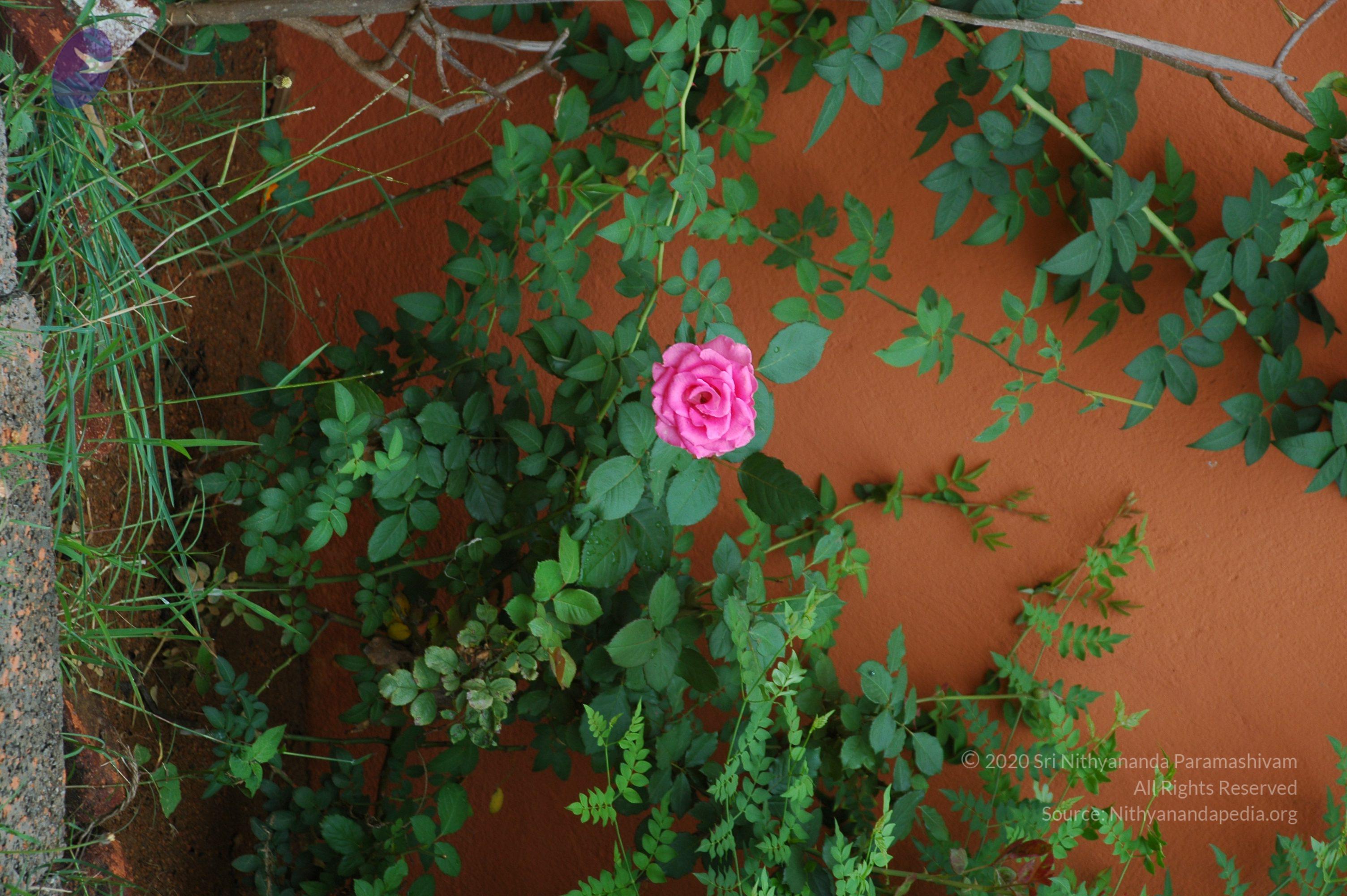 20101005_Photo_1034_DSC_7837_CMP_WM