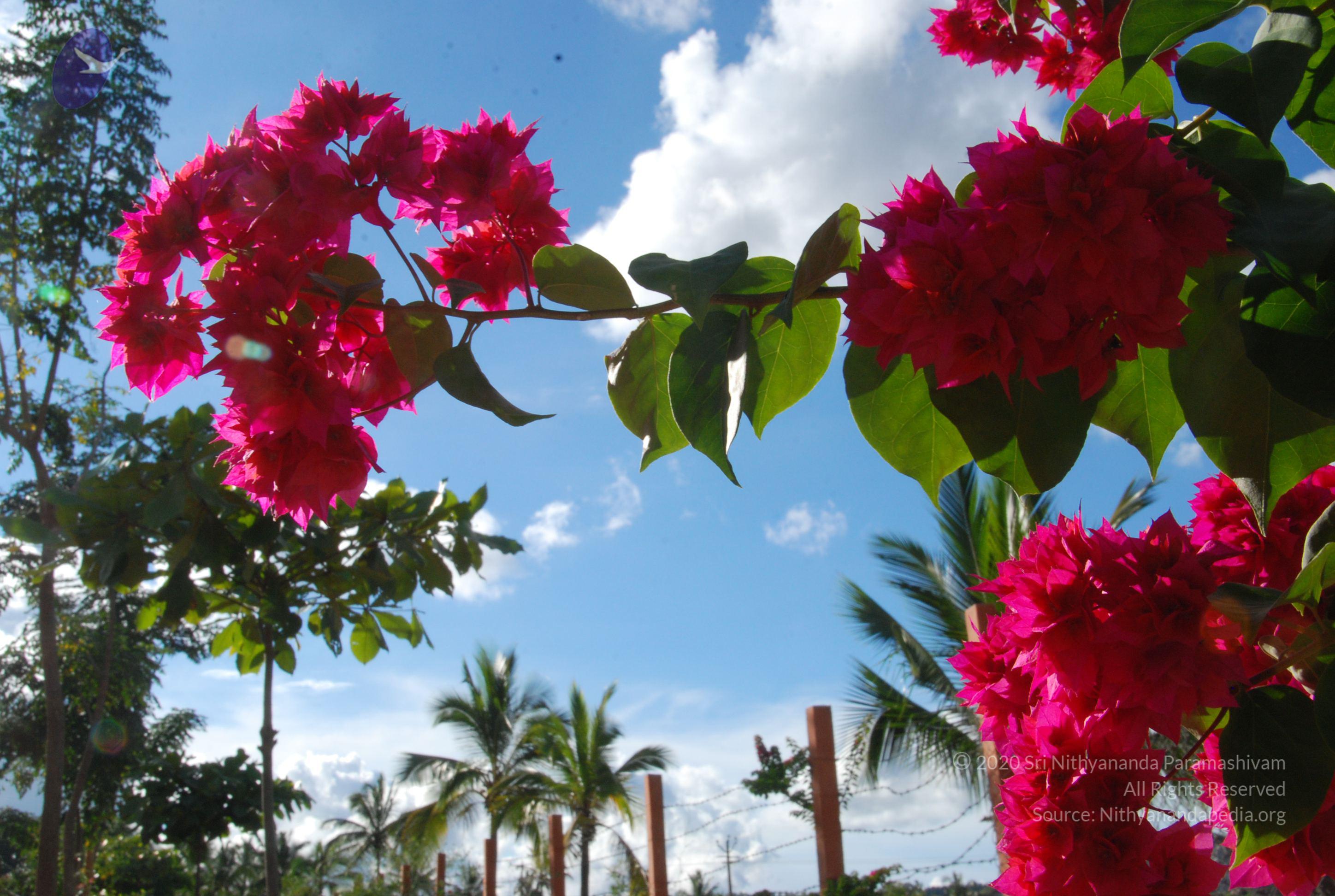 20101005_Photo_1079_DSC_7284_CMP_WM