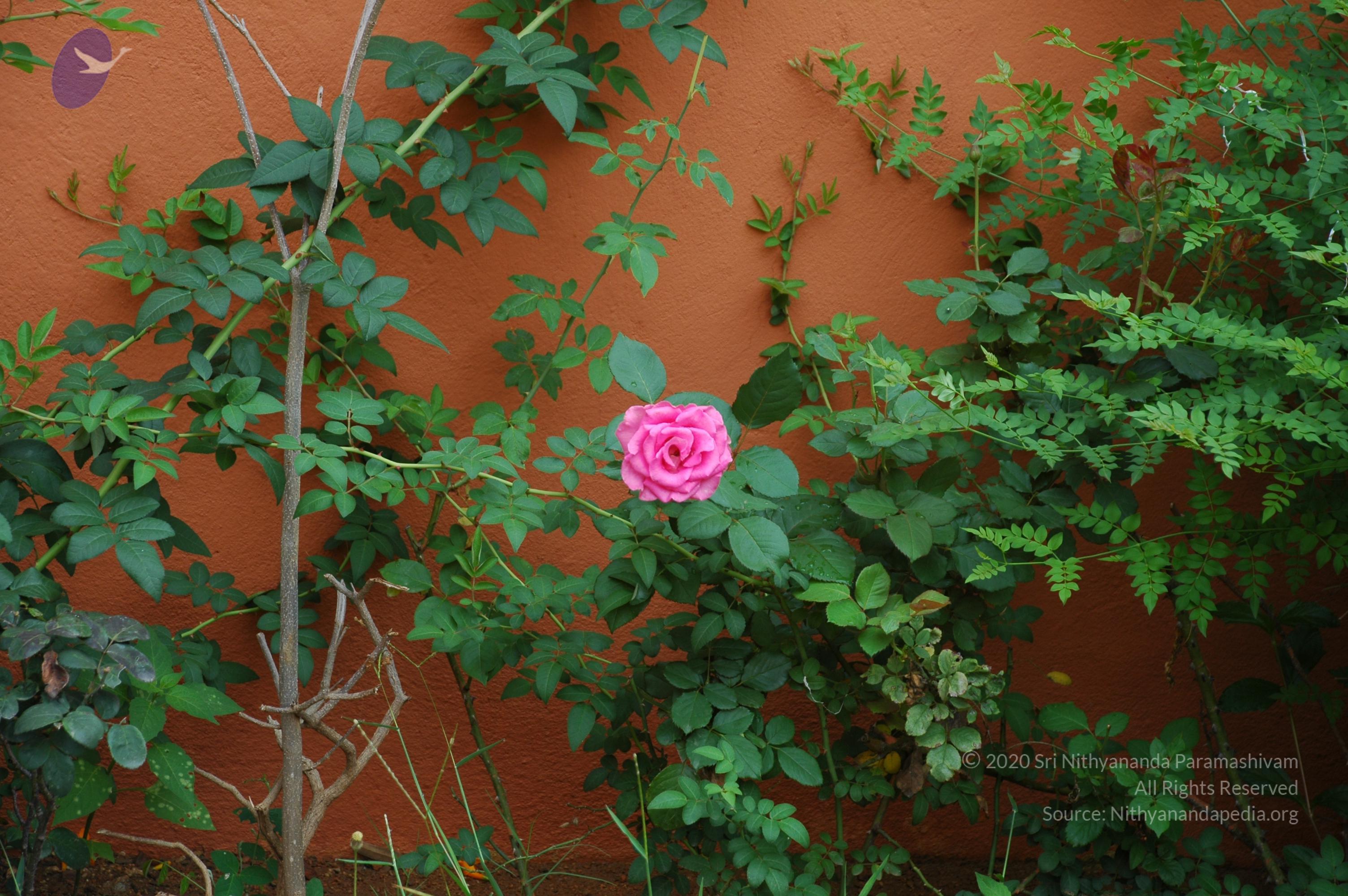 20101005_Photo_1093_DSC_7836_CMP_WM