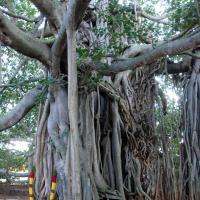 20101005_Photo_1071_DSC_7408_CMP_WM