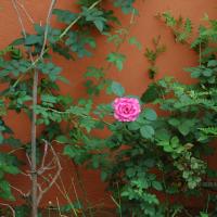 20101005_Photo_1093_DSC_7836_CMP_WM