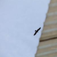 20101030_Photo_1008_IMG_7808_CMP_WM