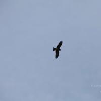 20101030_Photo_1102_IMG_7807_CMP_WM