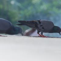 20100916_Photo_1002_DSC_7814_CMP_WM