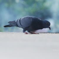 20100916_Photo_1021_DSC_7811_CMP_WM