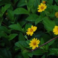 20100916_Photo_1006_DSC_7874_CMP_WM