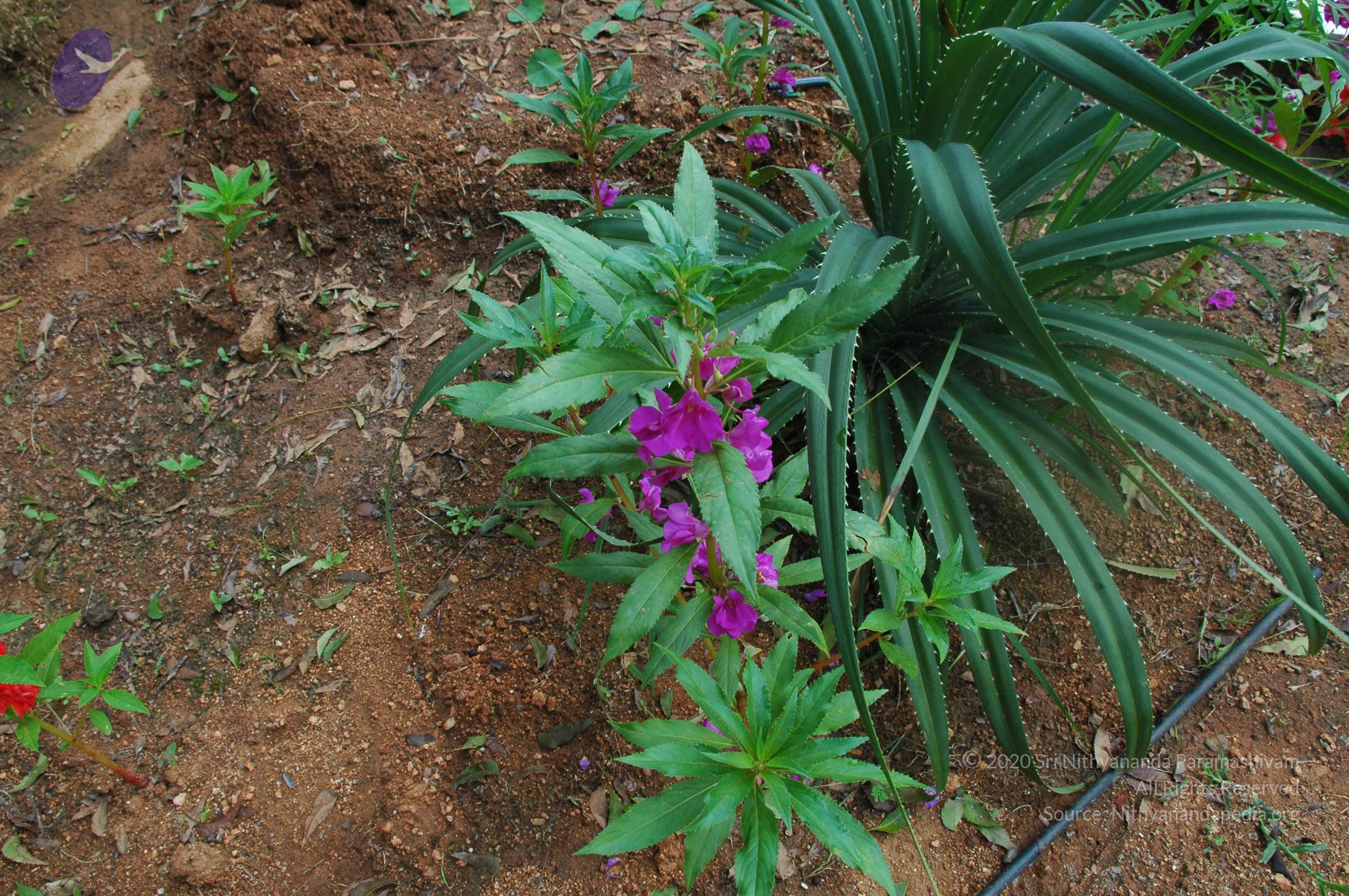 20100928_Photo_1001_DSC_5947_CMP_WM