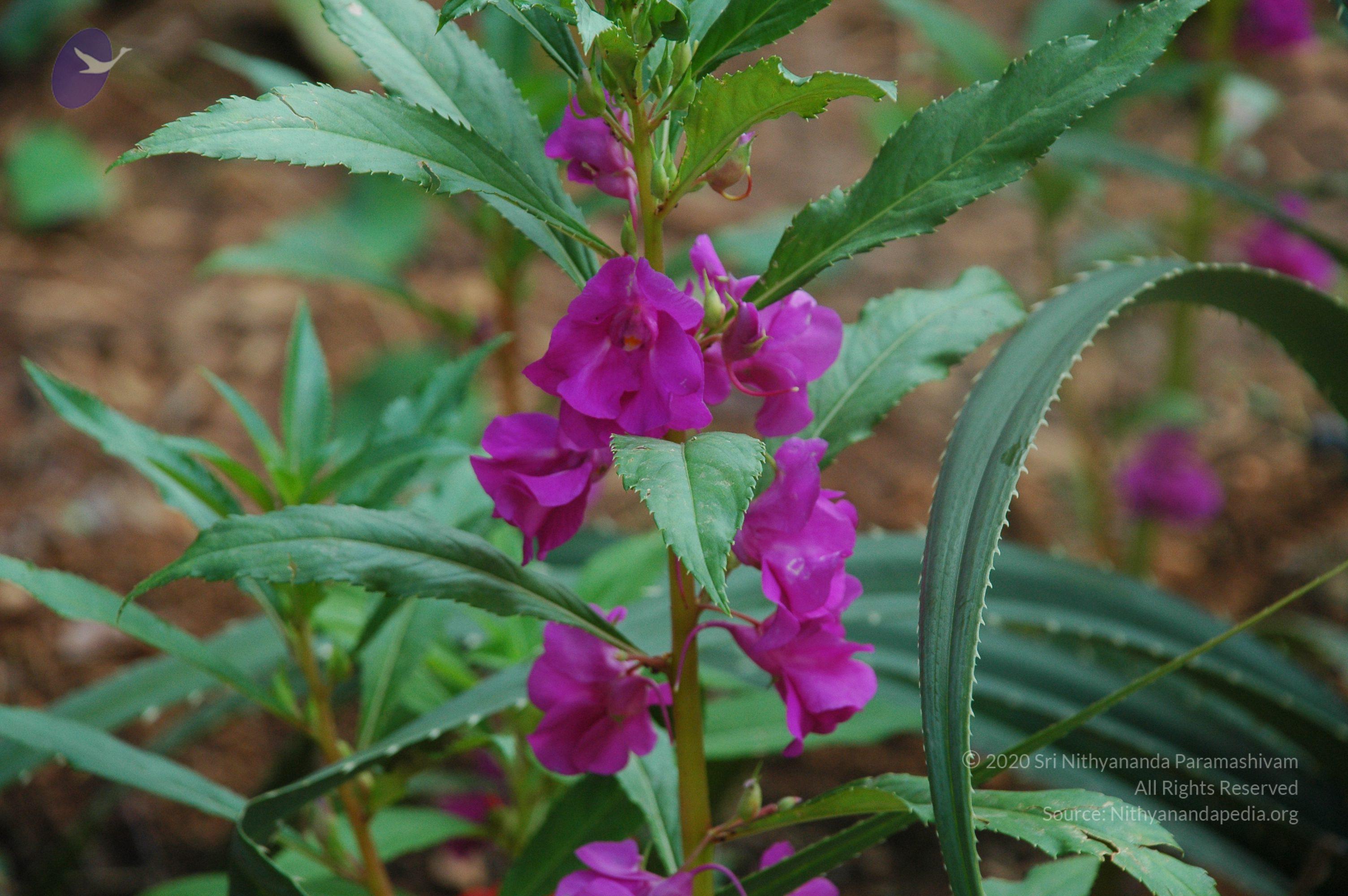 20100928_Photo_1003_DSC_5945_CMP_WM