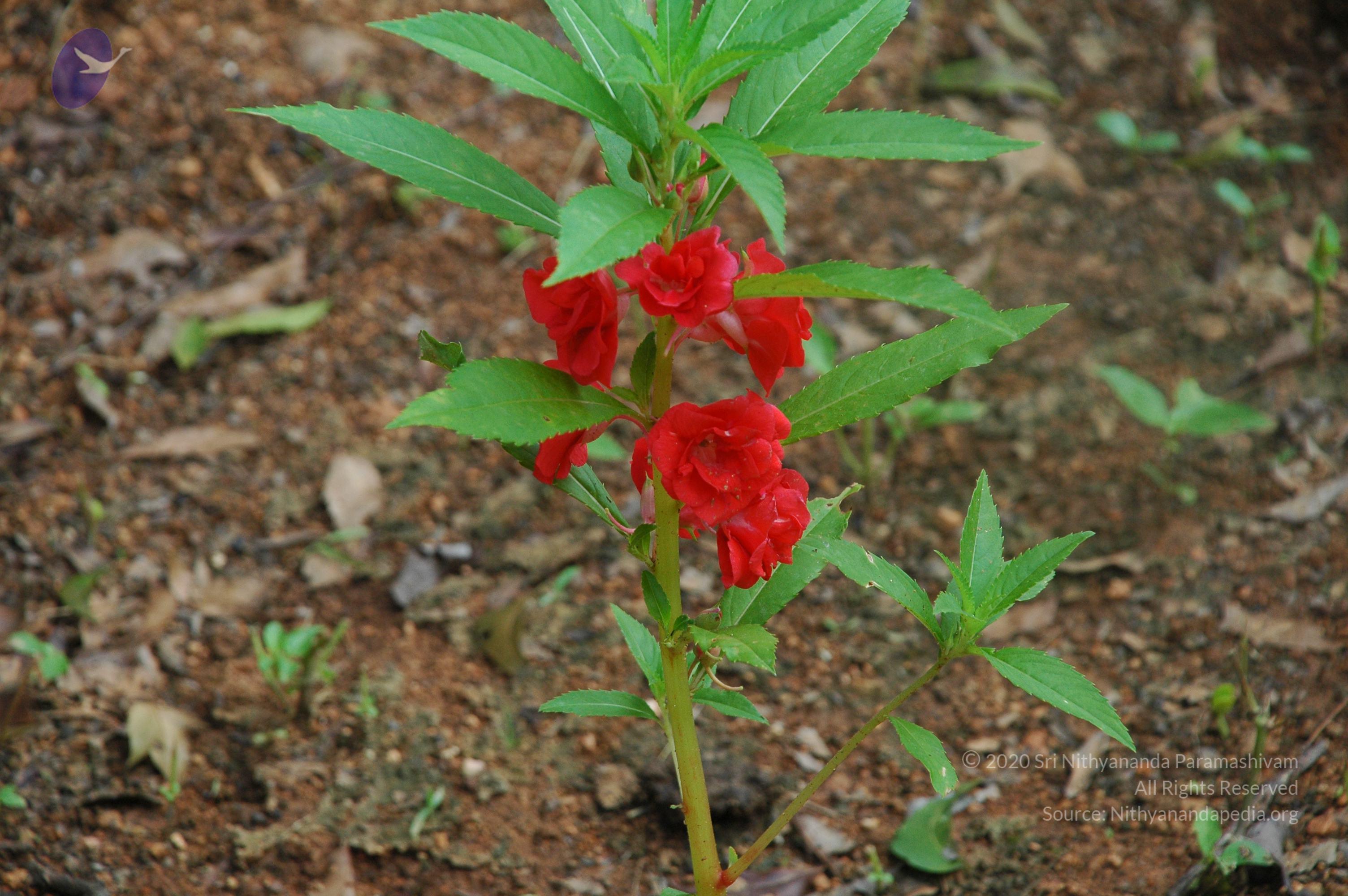 20100928_Photo_1007_DSC_5944_CMP_WM