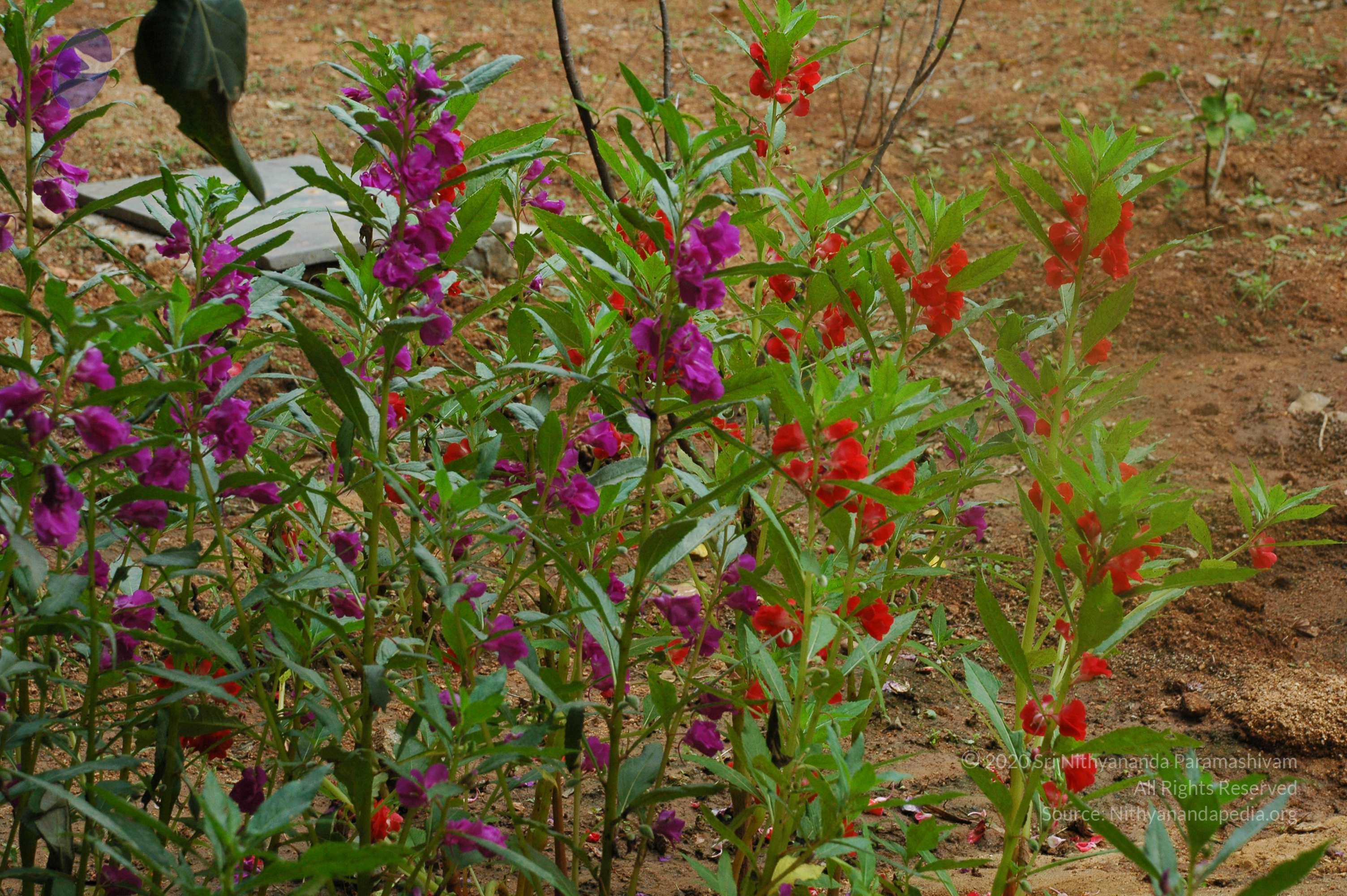 20100928_Photo_1008_DSC_5949_CMP_WM