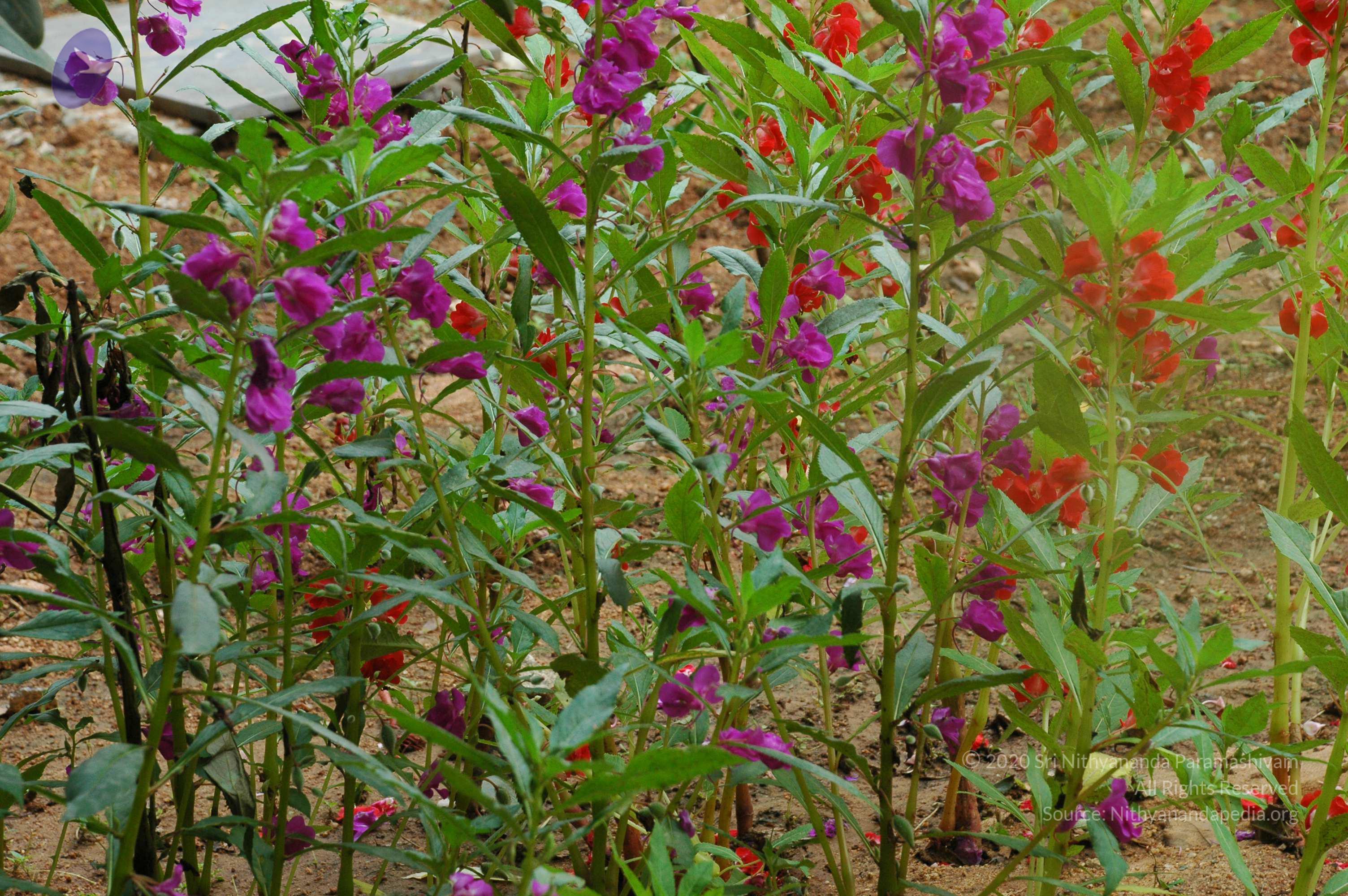 20100928_Photo_1010_DSC_5950_CMP_WM